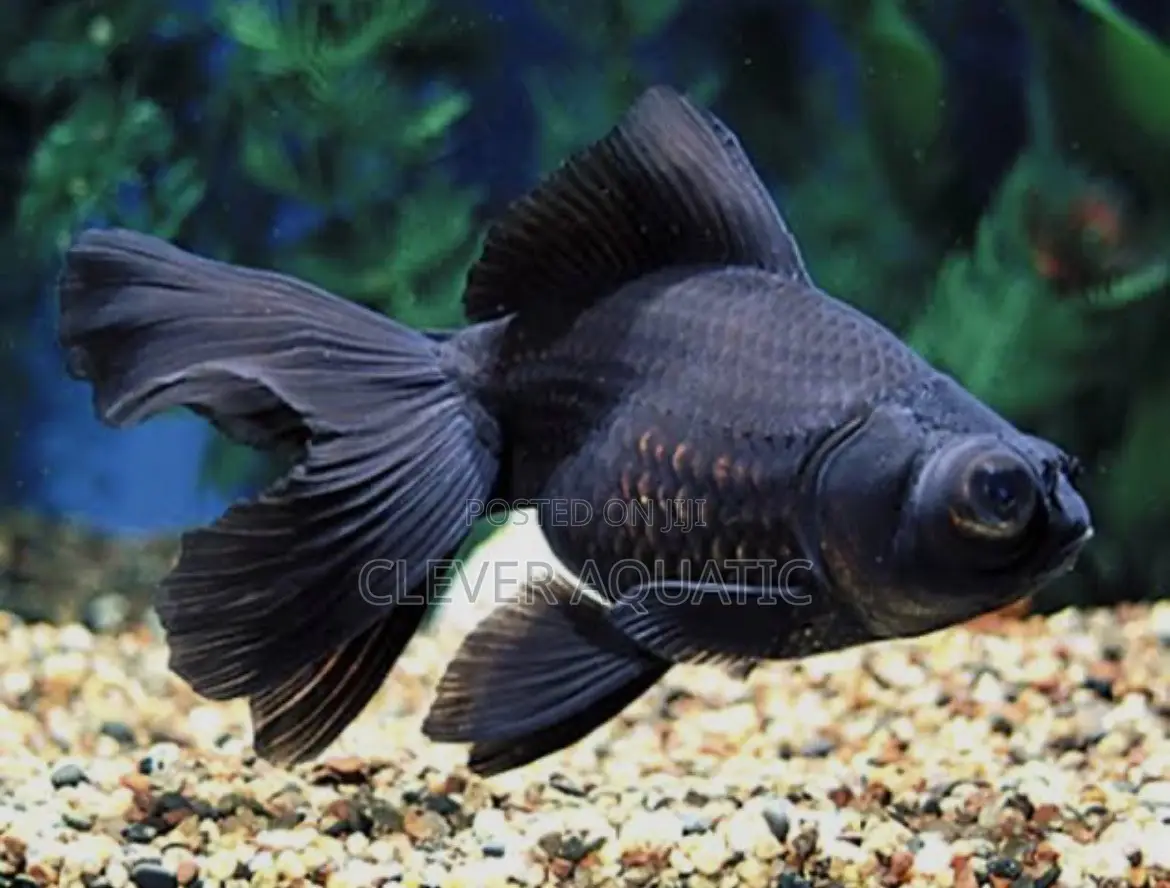 Black Moor