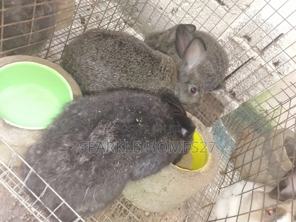 Quality Breeds of Rabbit, Good Stocks, Pet, Meat, Consultancy