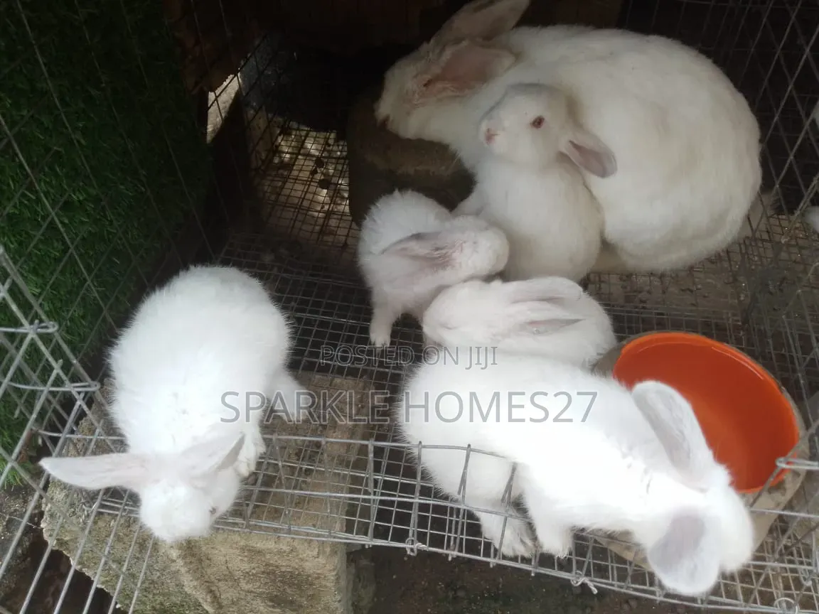 Quality Breeds of Rabbit, Good Stocks, Pet, Meat, Consultancy