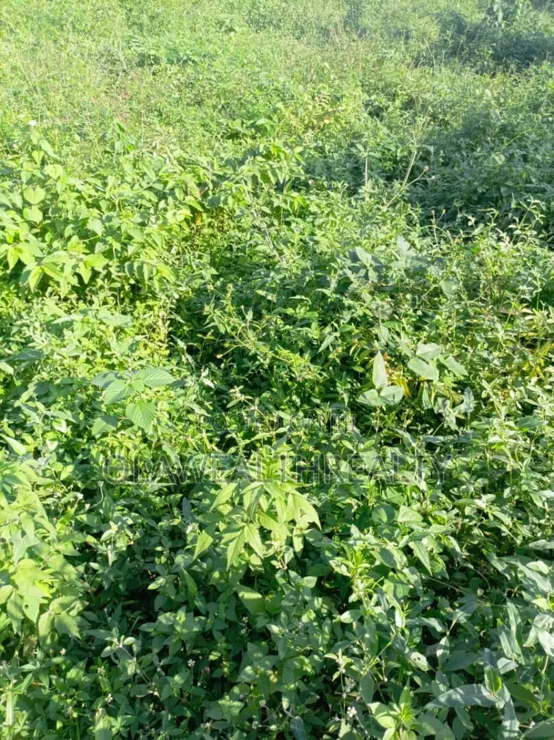 2,430sqm Residential Land at Maitama Main