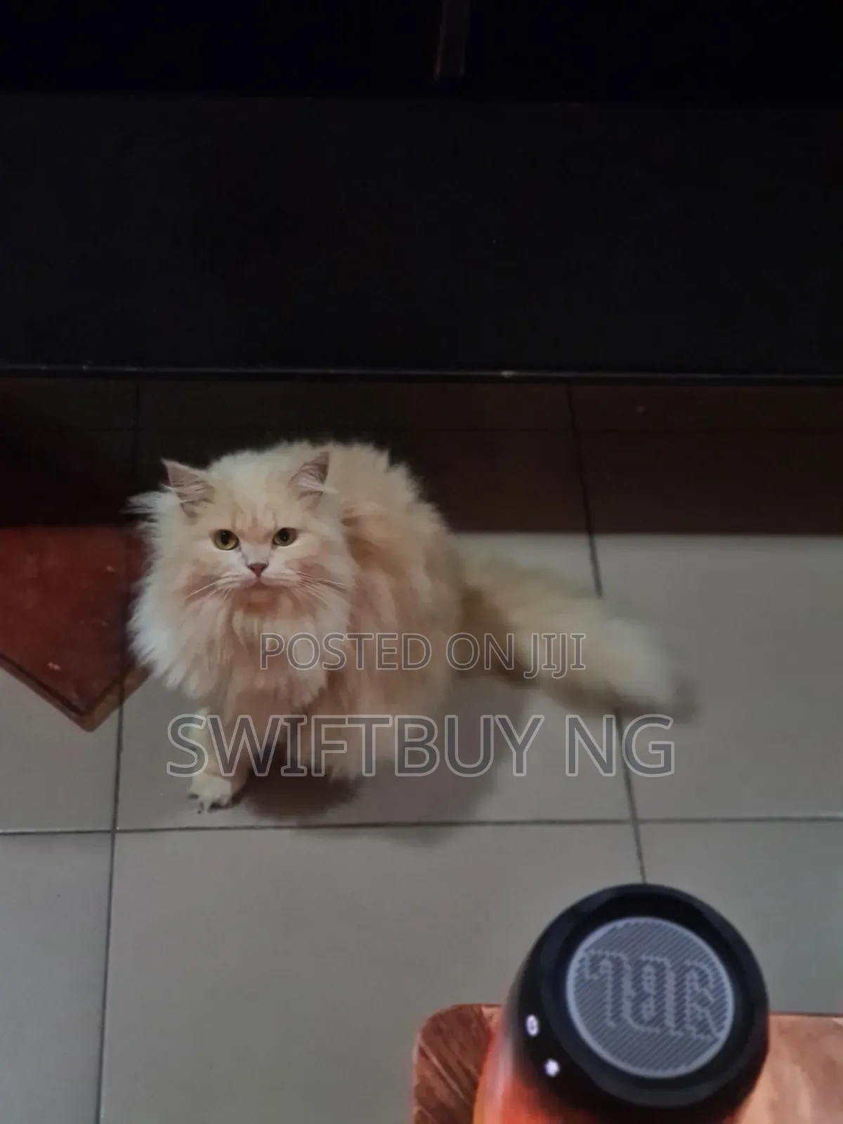 1+ year Female Purebred Persian