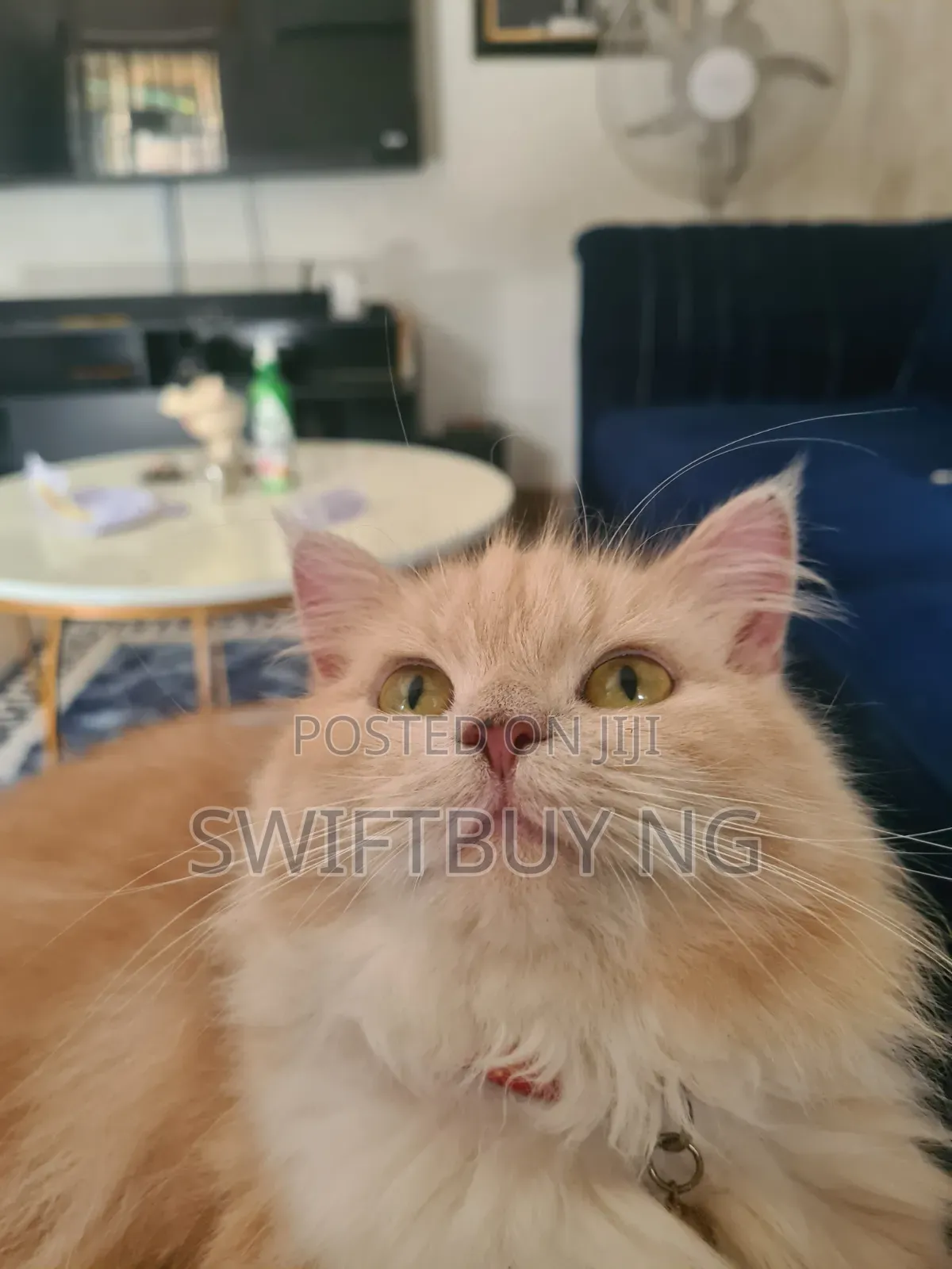 1+ year Female Purebred Persian