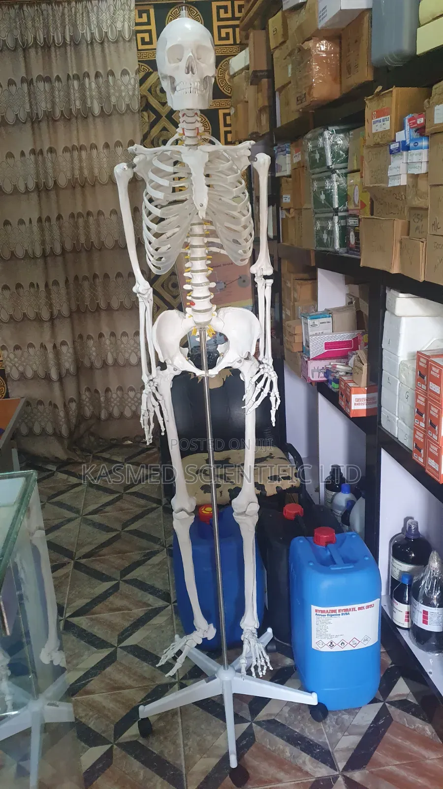 Human Skeleton ( Adult) 180cm