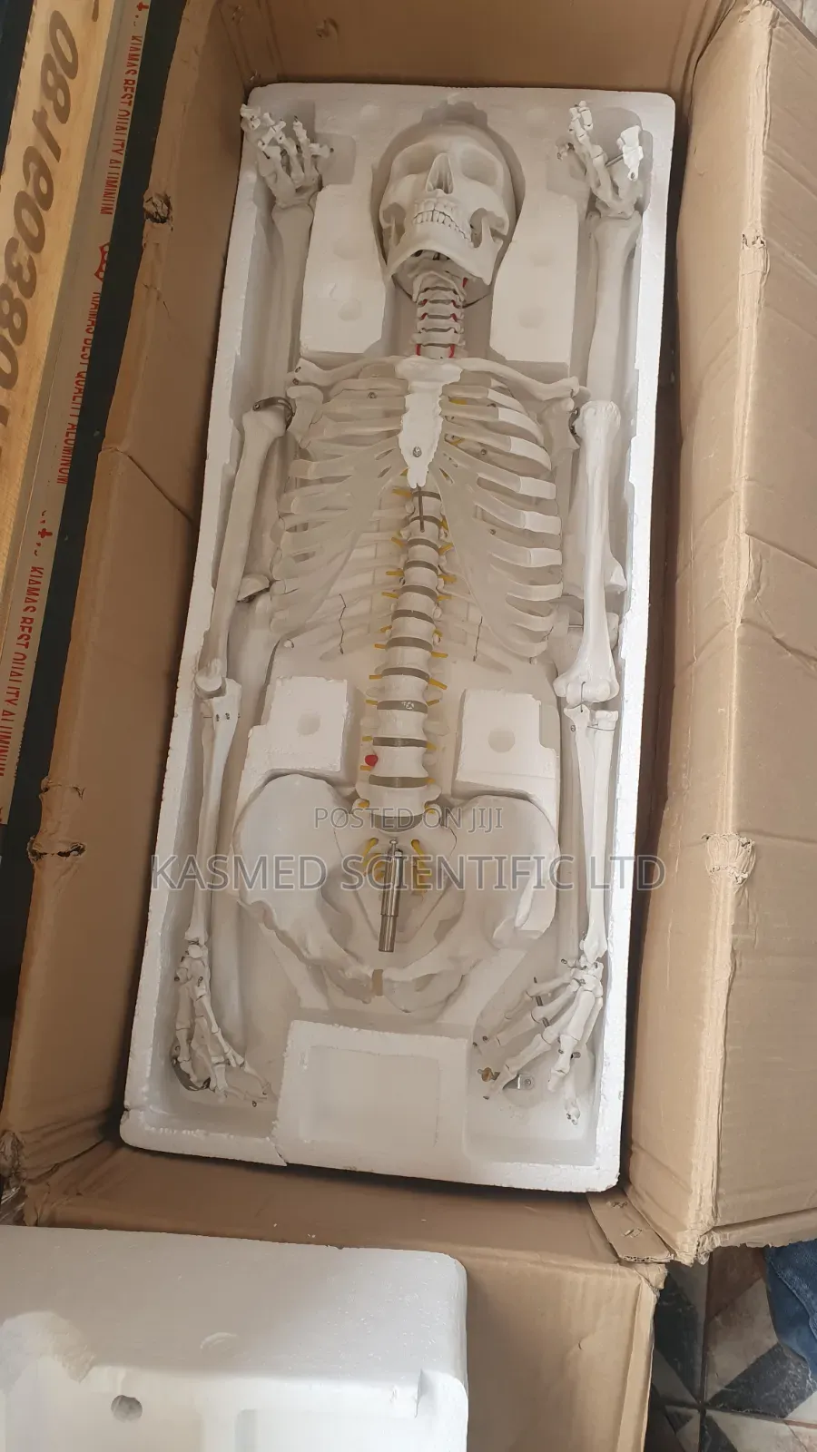 Human Skeleton ( Adult) 180cm