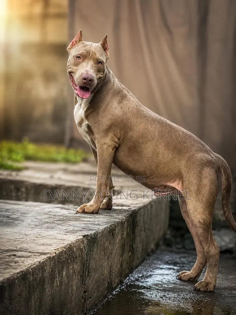 6-12 months Male Purebred American Bully