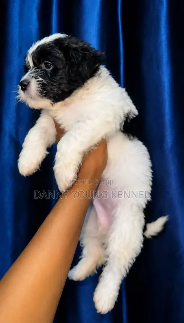 1-3 months Male Purebred Lhasa Apso