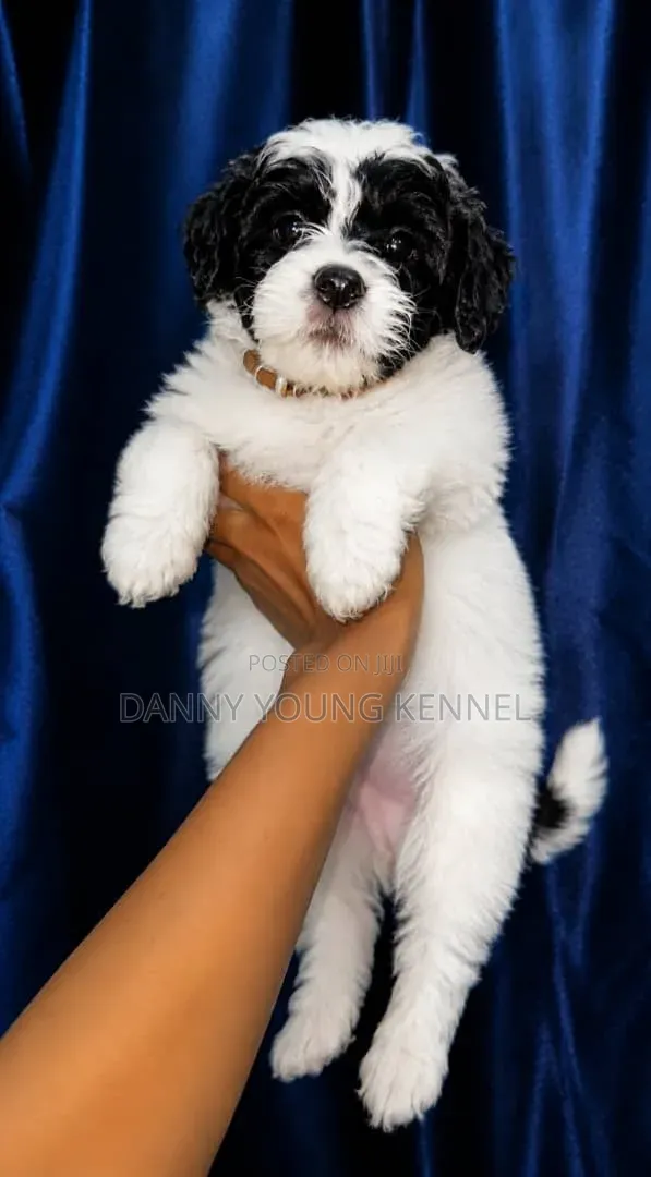 1-3 months Male Purebred Lhasa Apso
