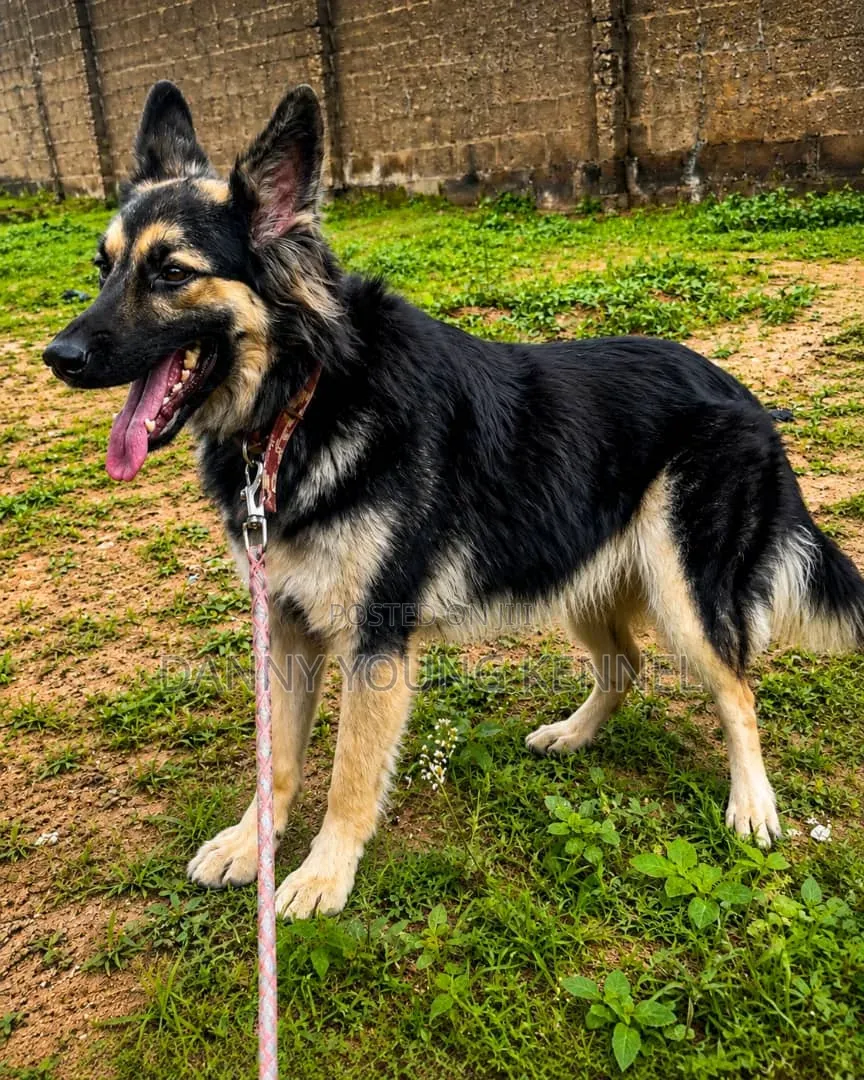 1+ year Female Purebred German Shepherd