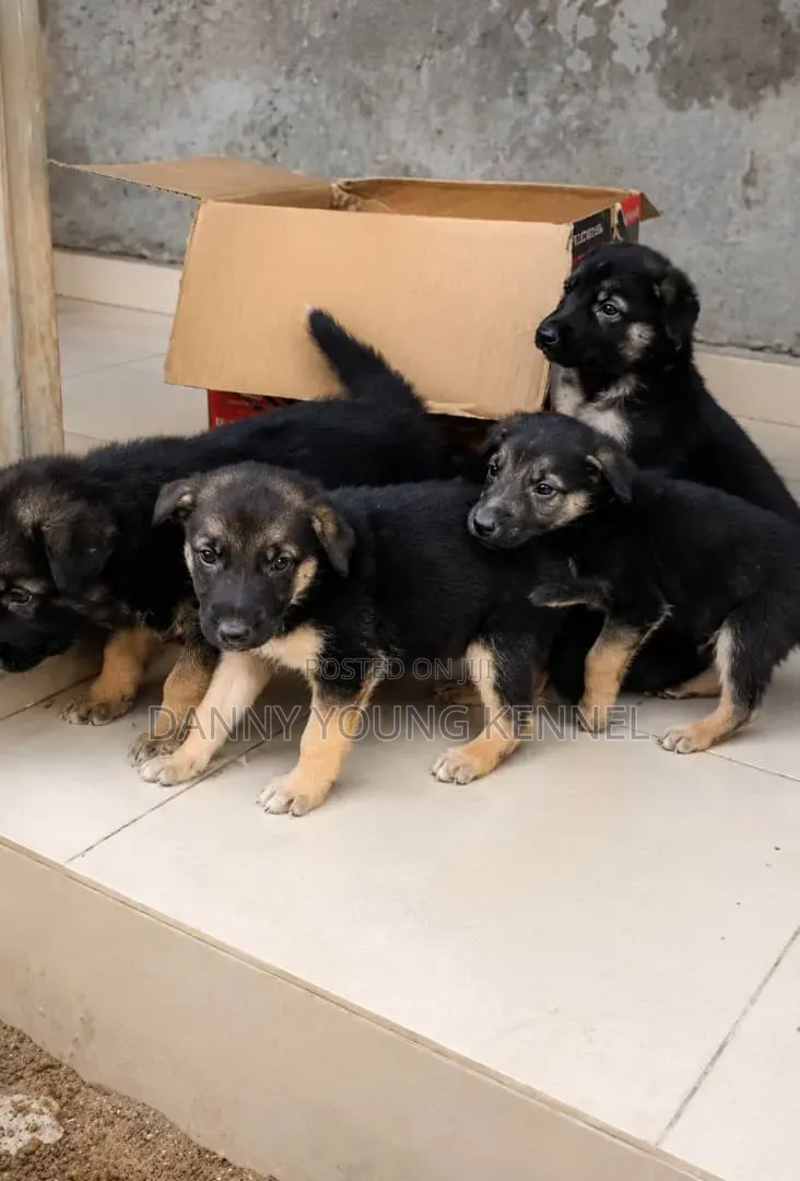 1-3 months Female Purebred German Shepherd