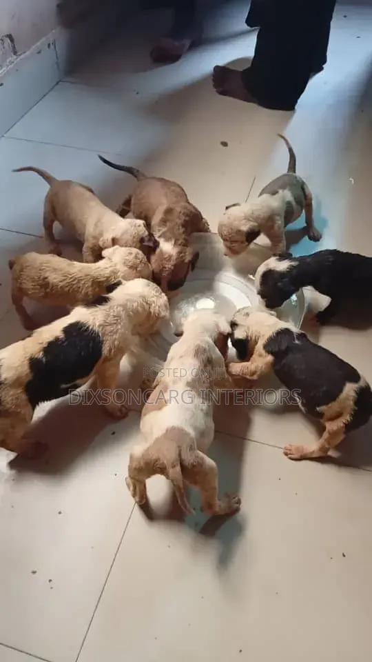 0-1 month Female Purebred American Pit Bull Terrier