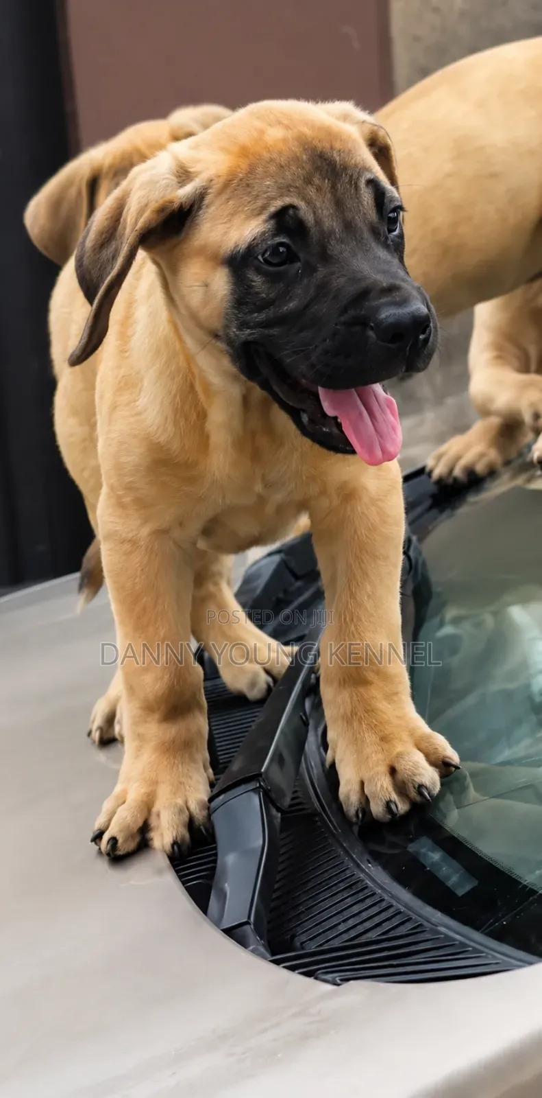 1-3 months Male Purebred Boerboel