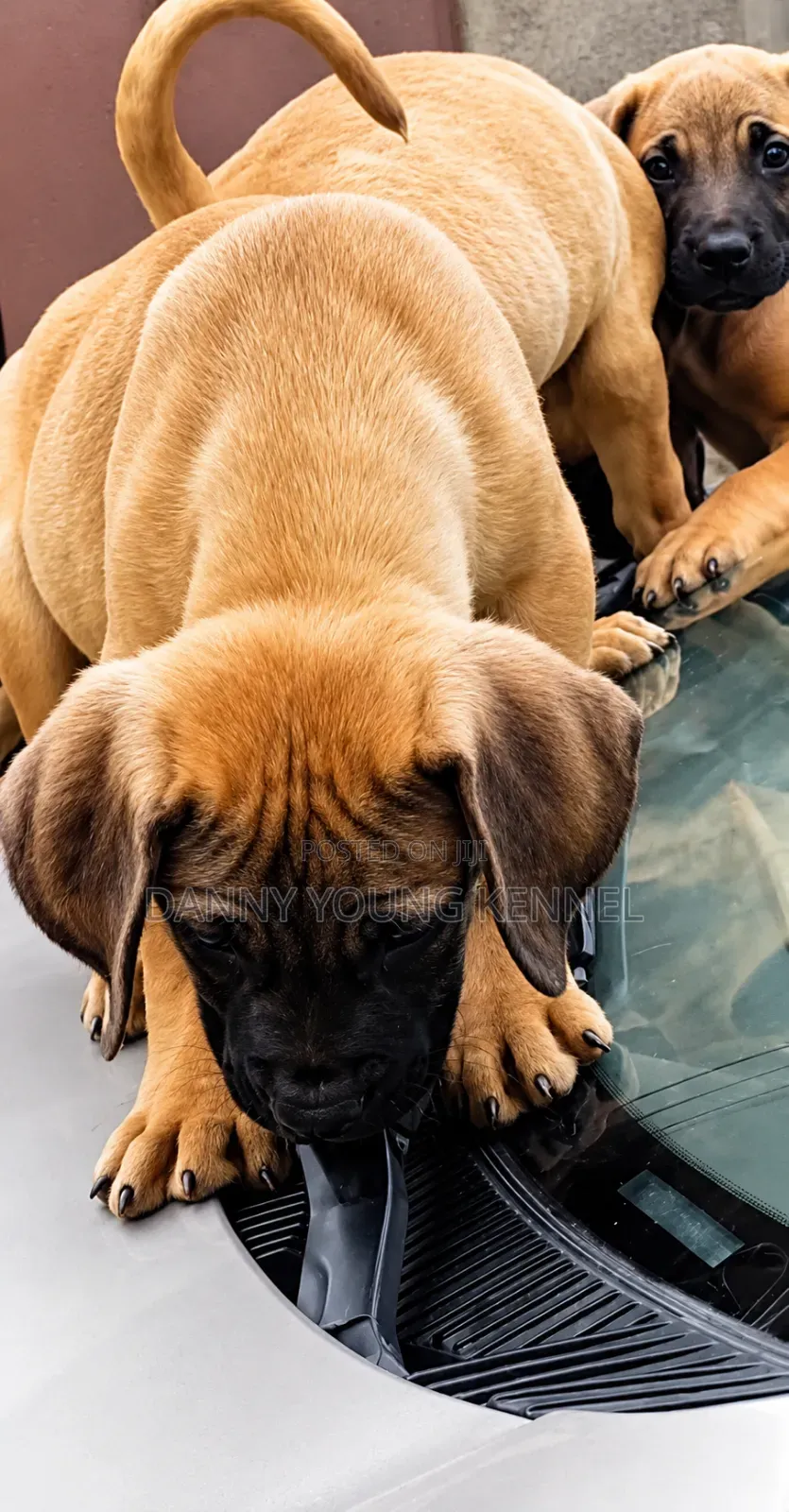 1-3 months Male Purebred Boerboel