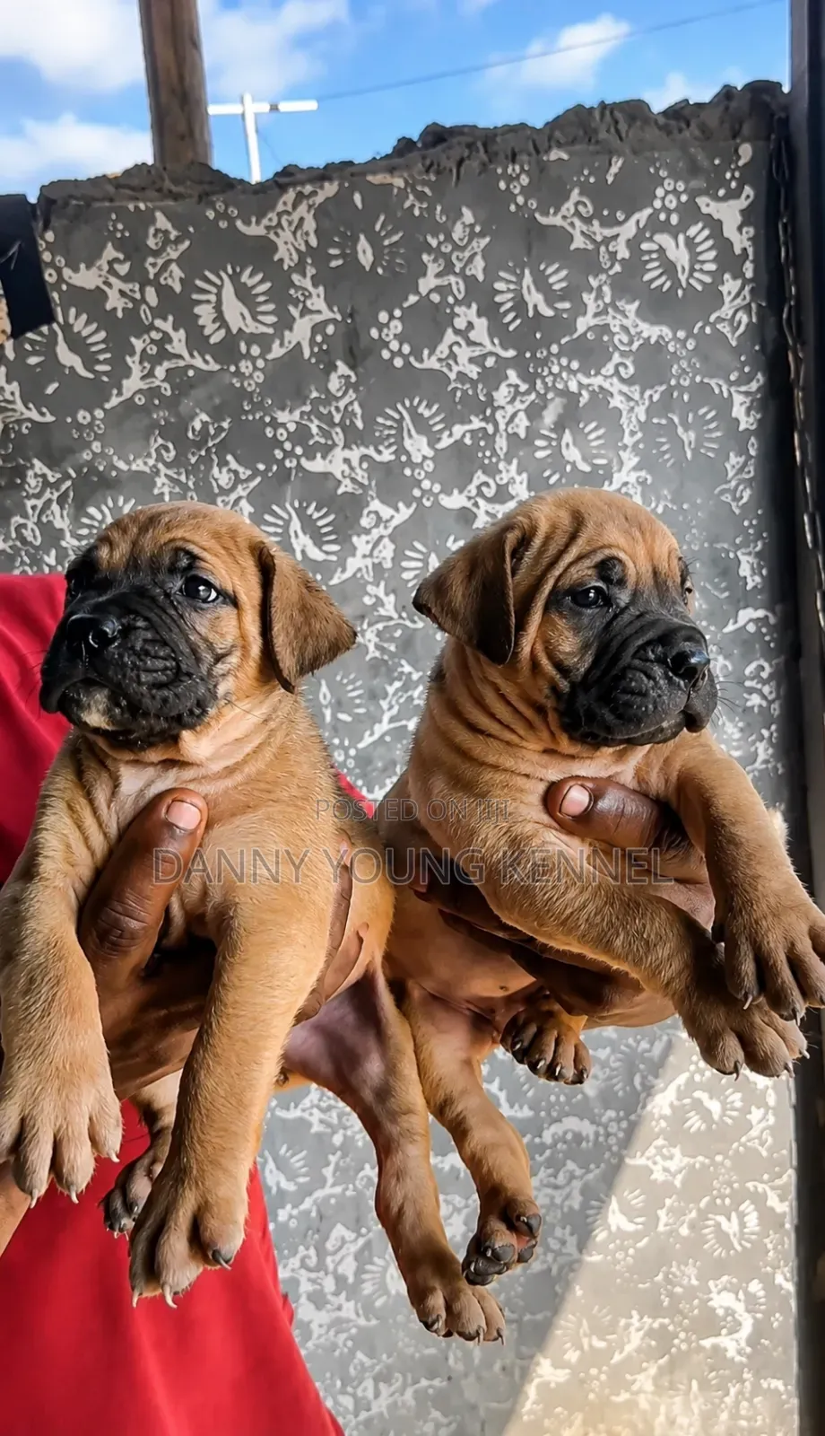 1-3 months Female Purebred Boerboel