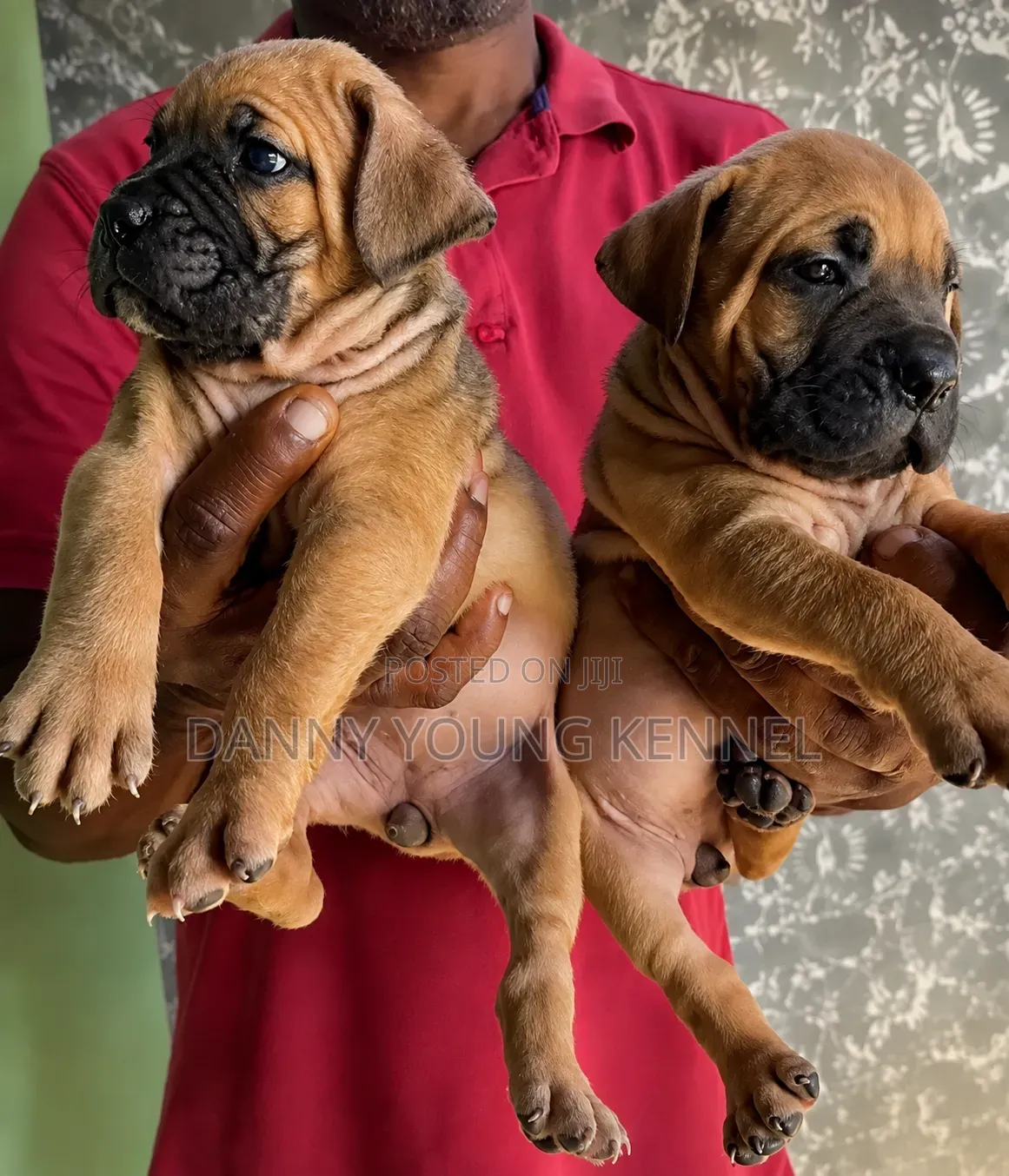 1-3 months Female Purebred Boerboel