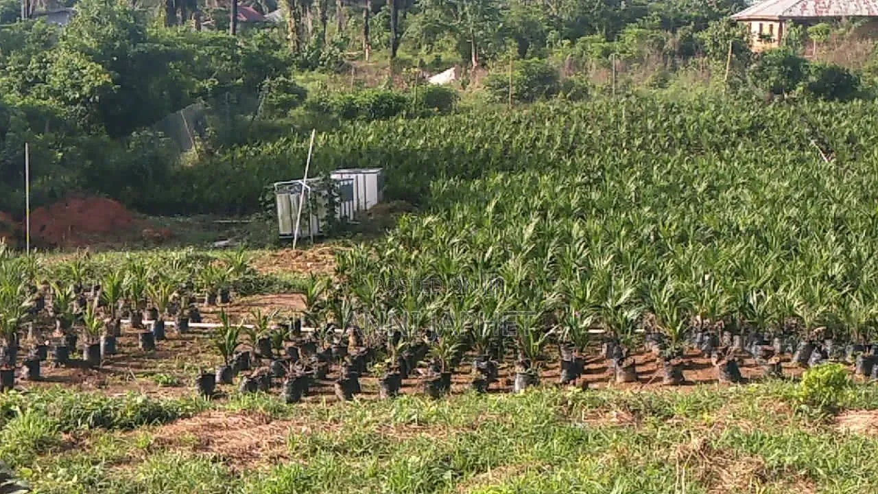 Palm Farm for Sale, Abeokuta
