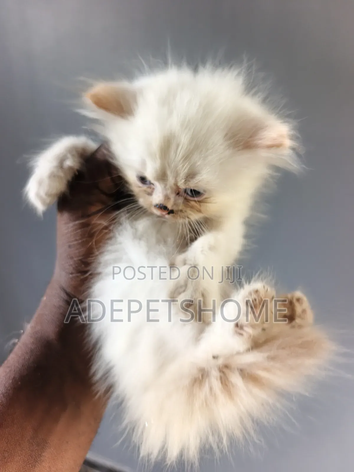 1-3 months Female Purebred Persian