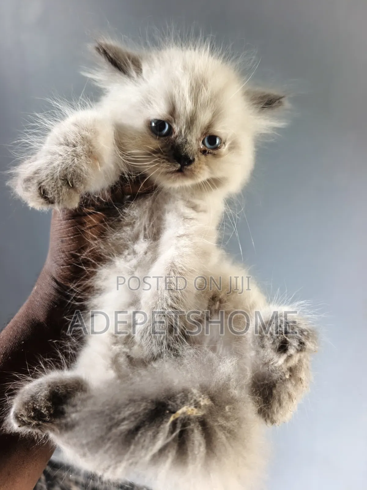 1-3 months Female Purebred Persian