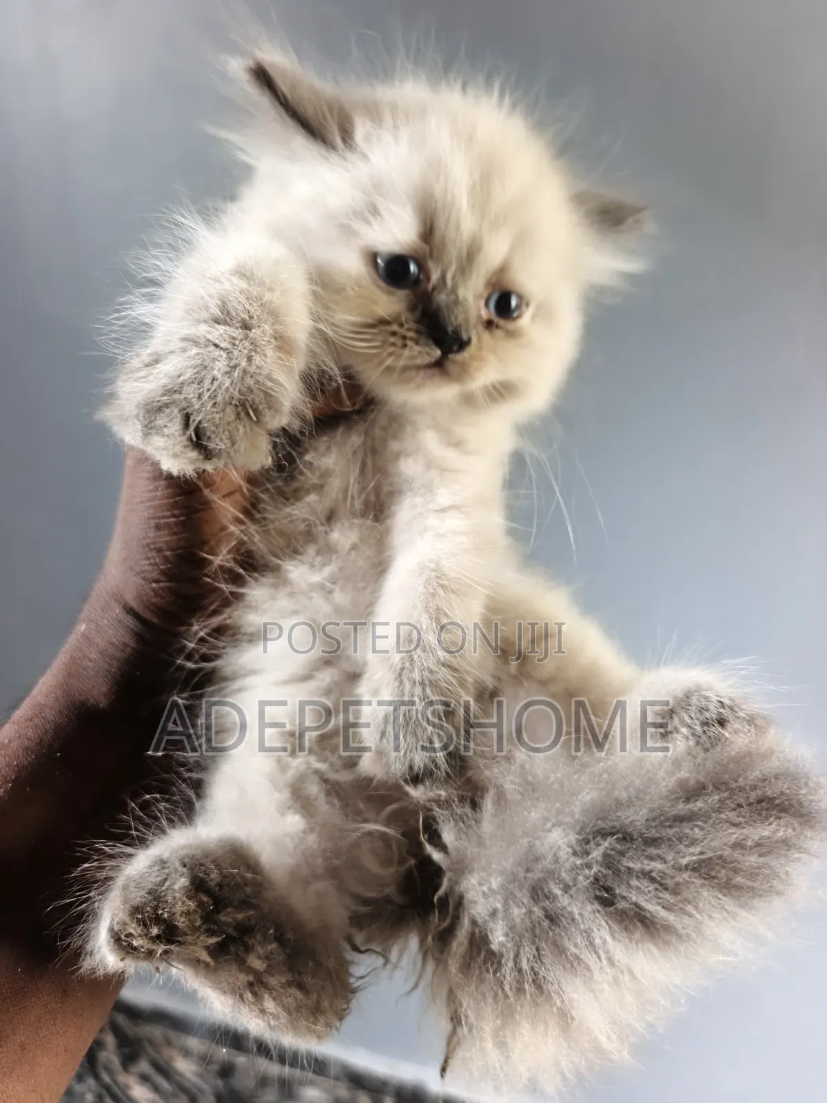 1-3 months Female Purebred Persian