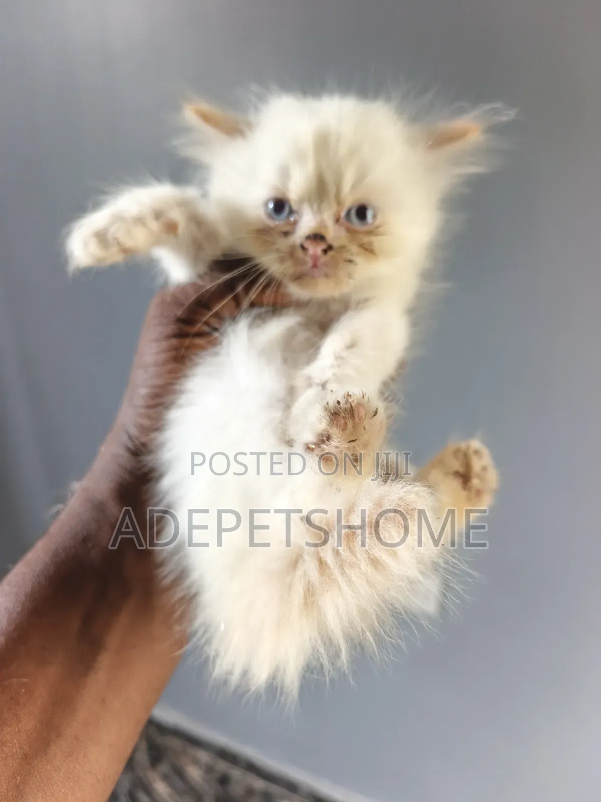 1-3 months Female Purebred Persian