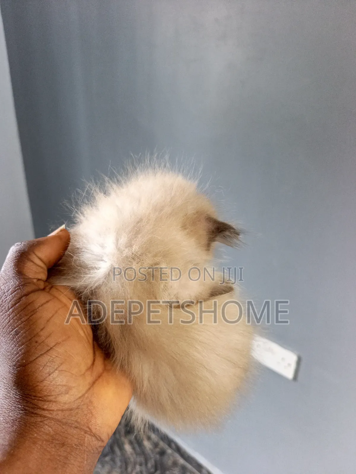 1-3 months Female Purebred Persian