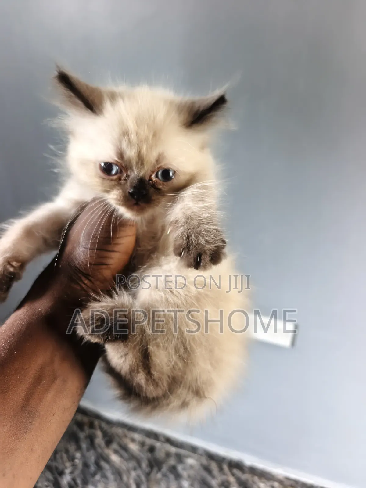 1-3 months Female Purebred Persian