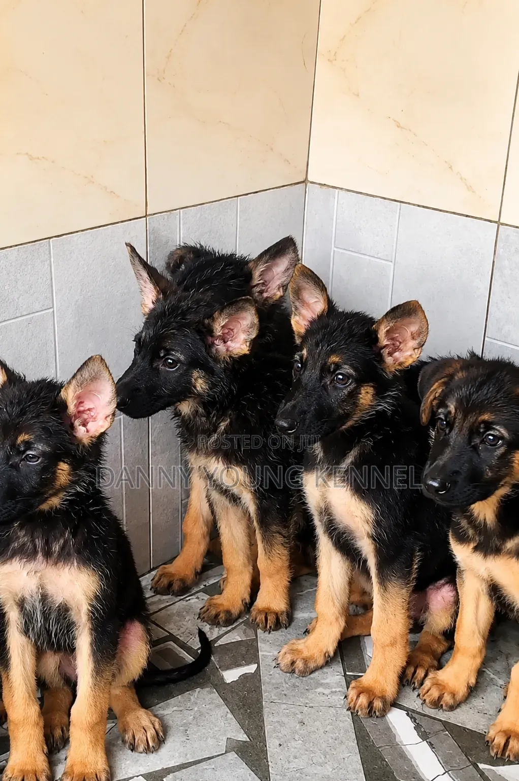 3-6 months Male Purebred German Shepherd