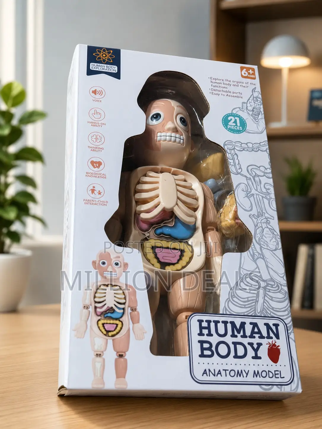 Human Body Anatomy Model Kids Toy Ages 6+