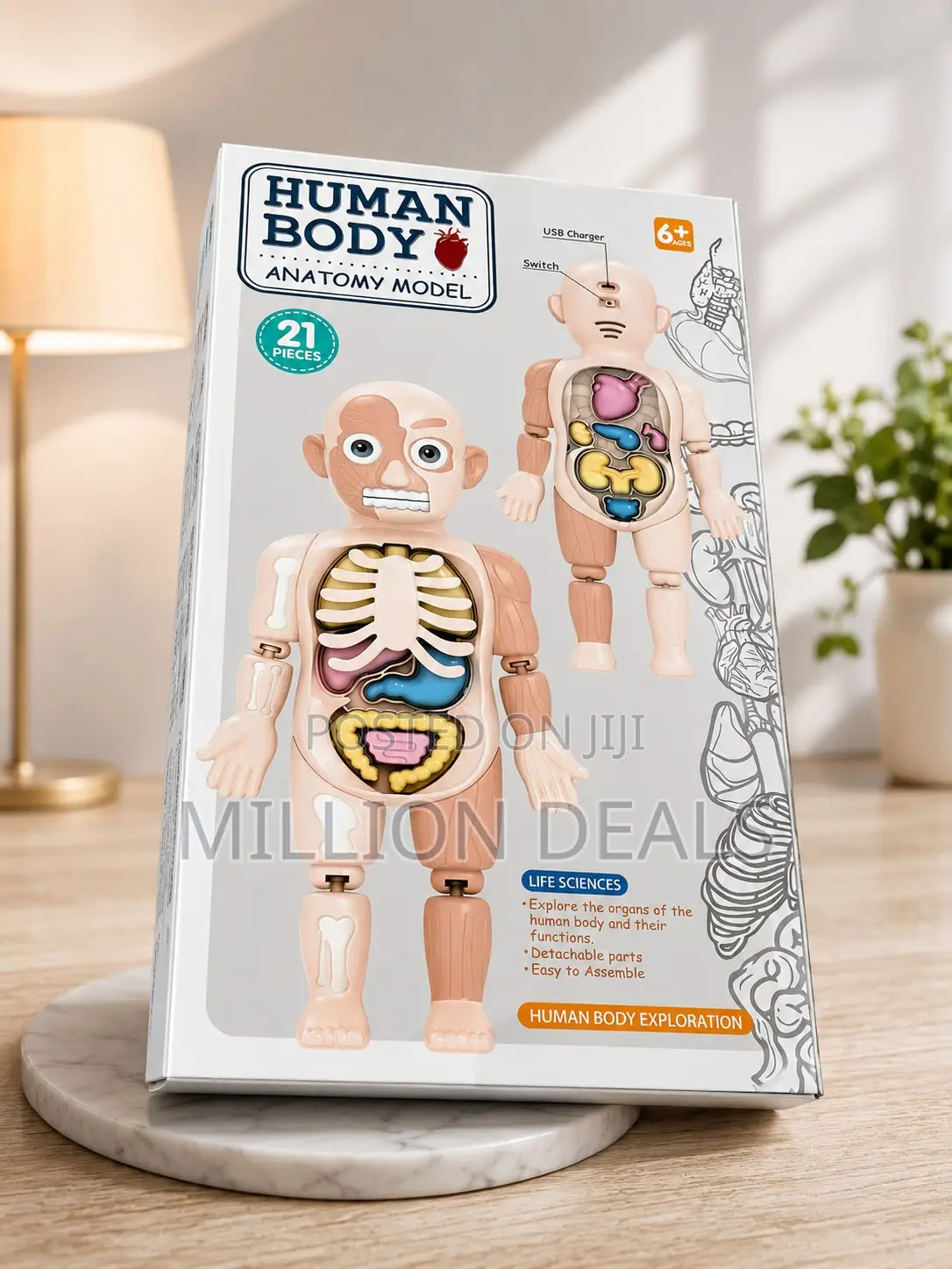 Human Body Anatomy Model Kids Toy Ages 6+