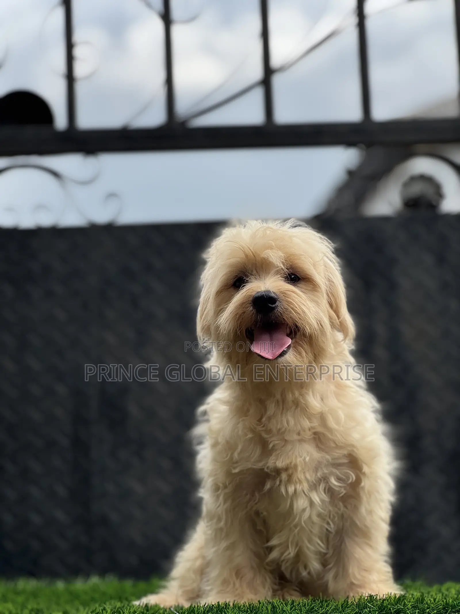 3-6 months Male Purebred Lhasa Apso