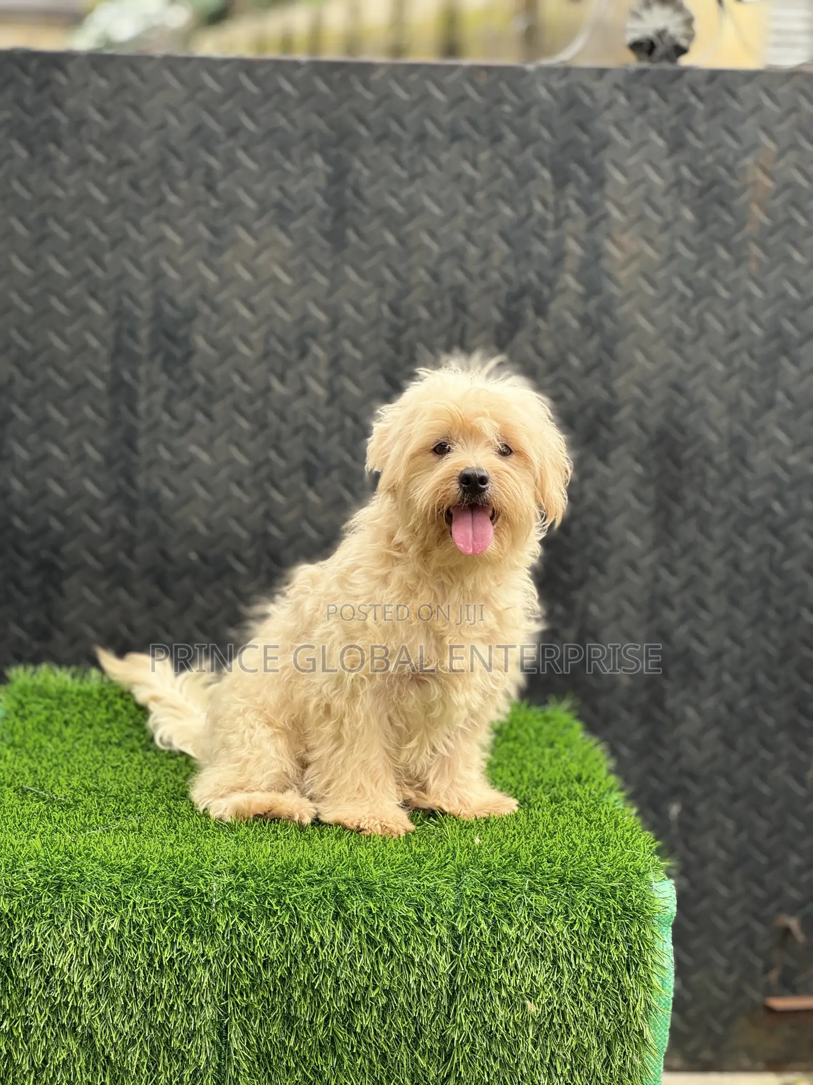 3-6 months Male Purebred Lhasa Apso