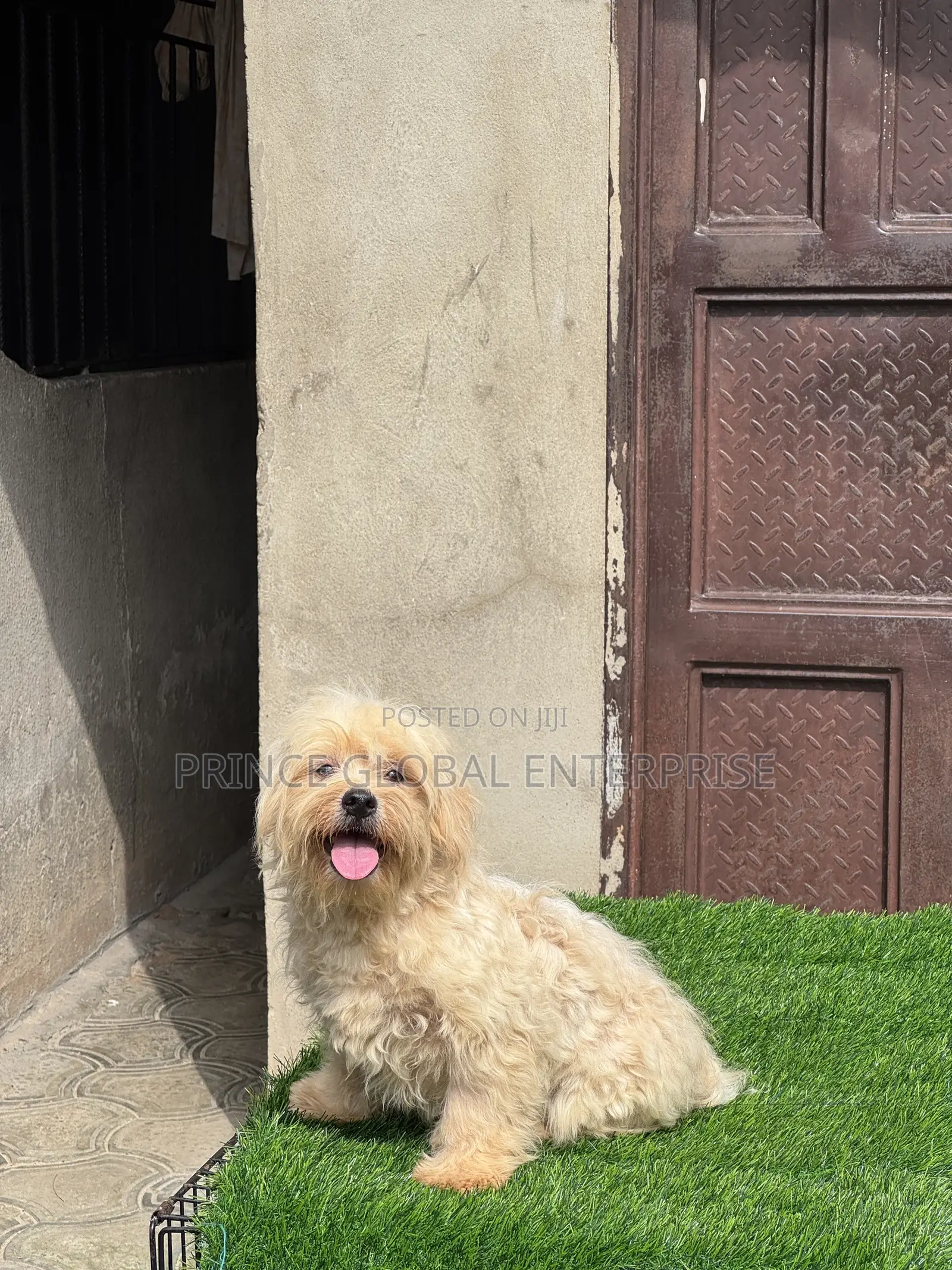 3-6 months Male Purebred Lhasa Apso