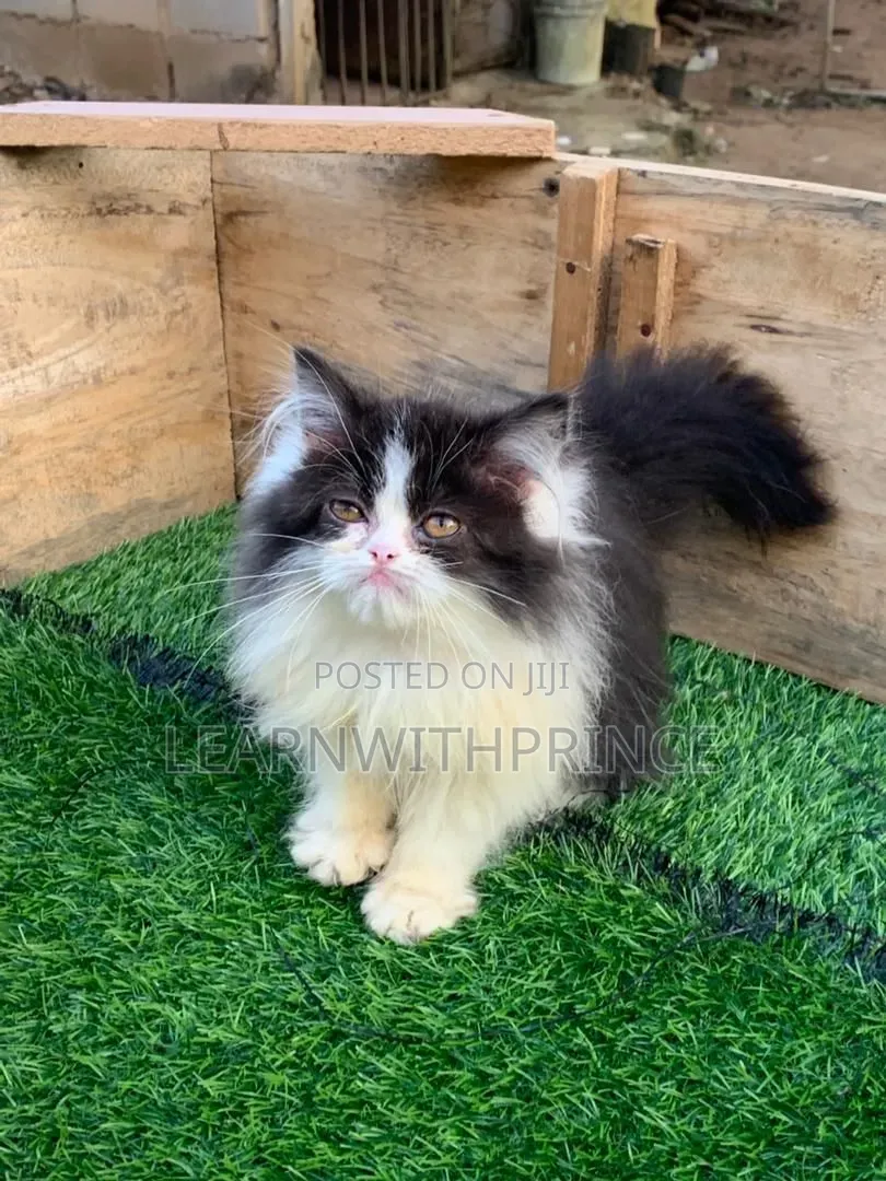 1-3 months Male Purebred Persian