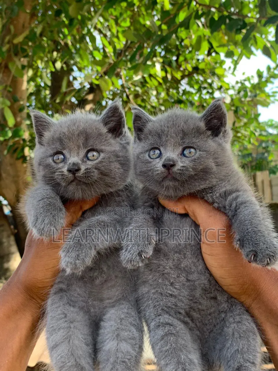 1-3 months Male Purebred British Shorthair