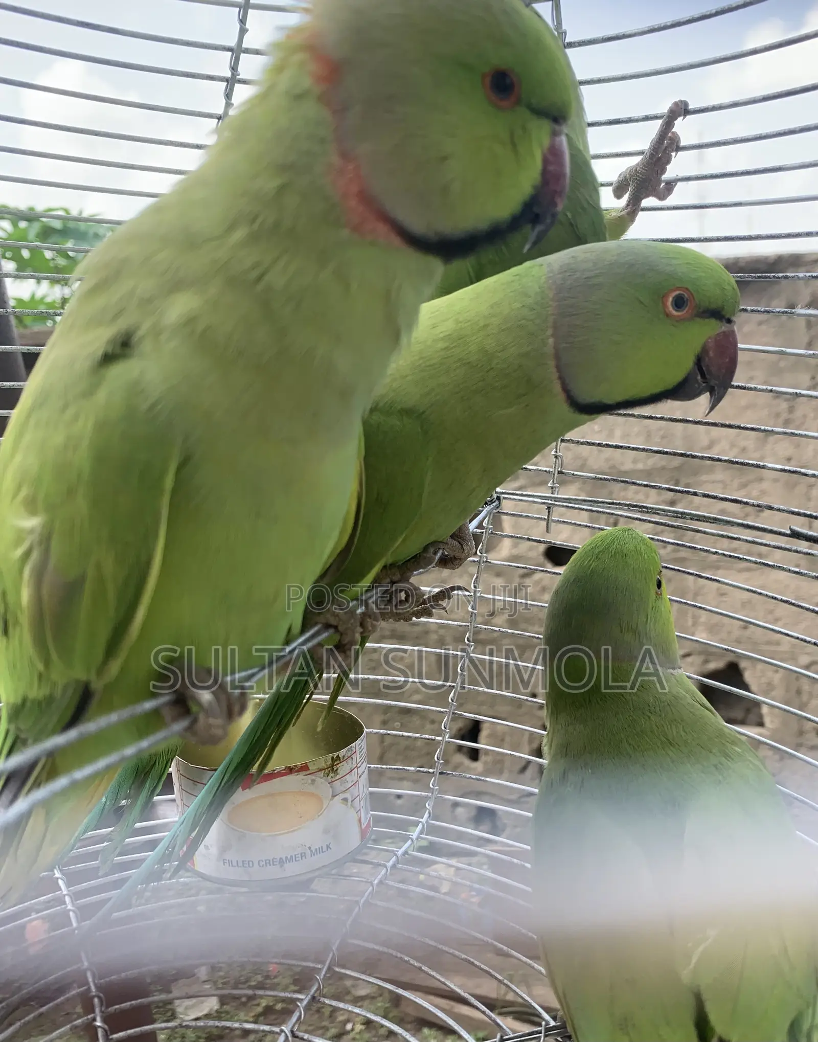 Indian Ringneck/Parakeet Parrot