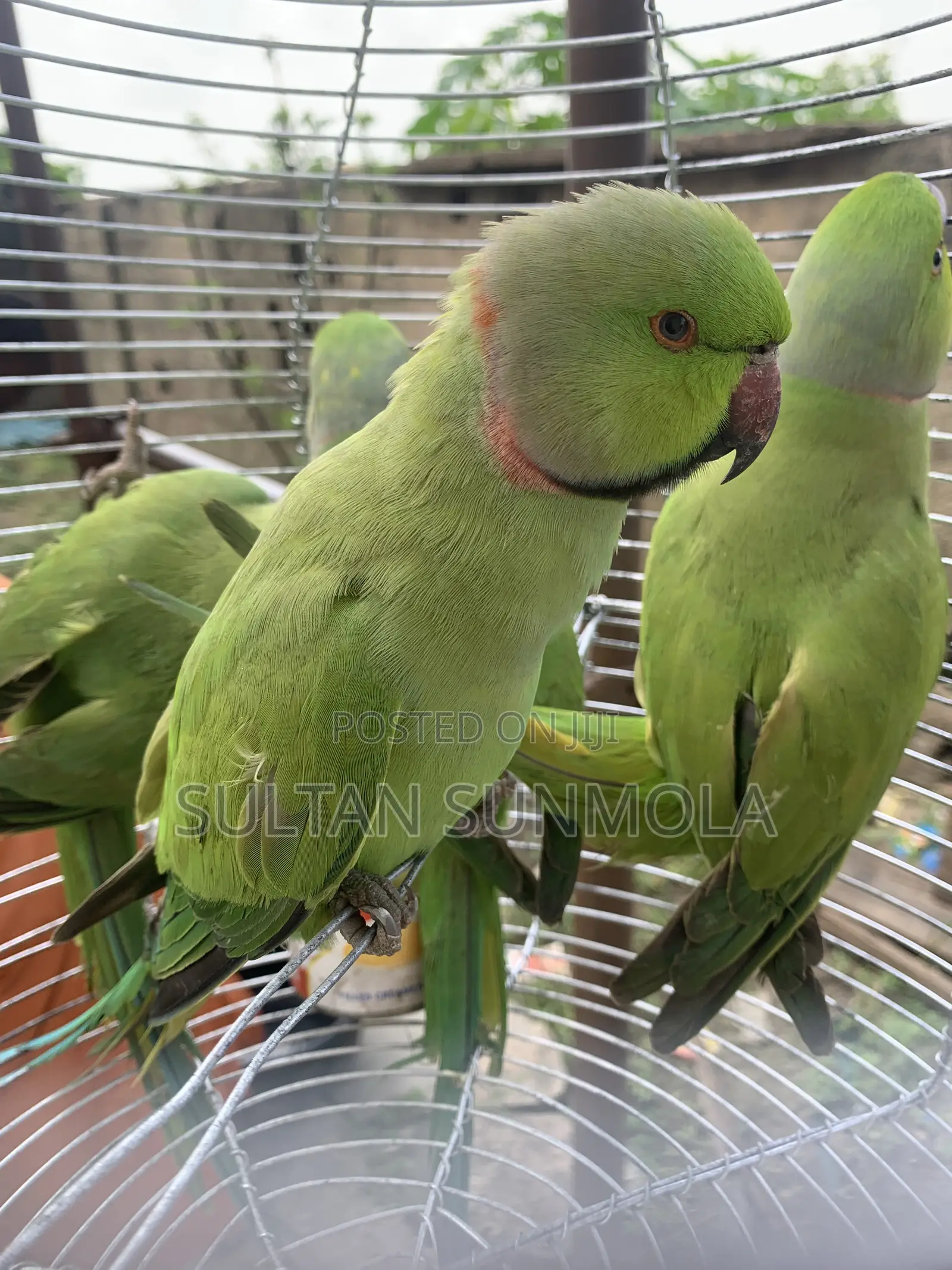 Indian Ringneck/Parakeet Parrot