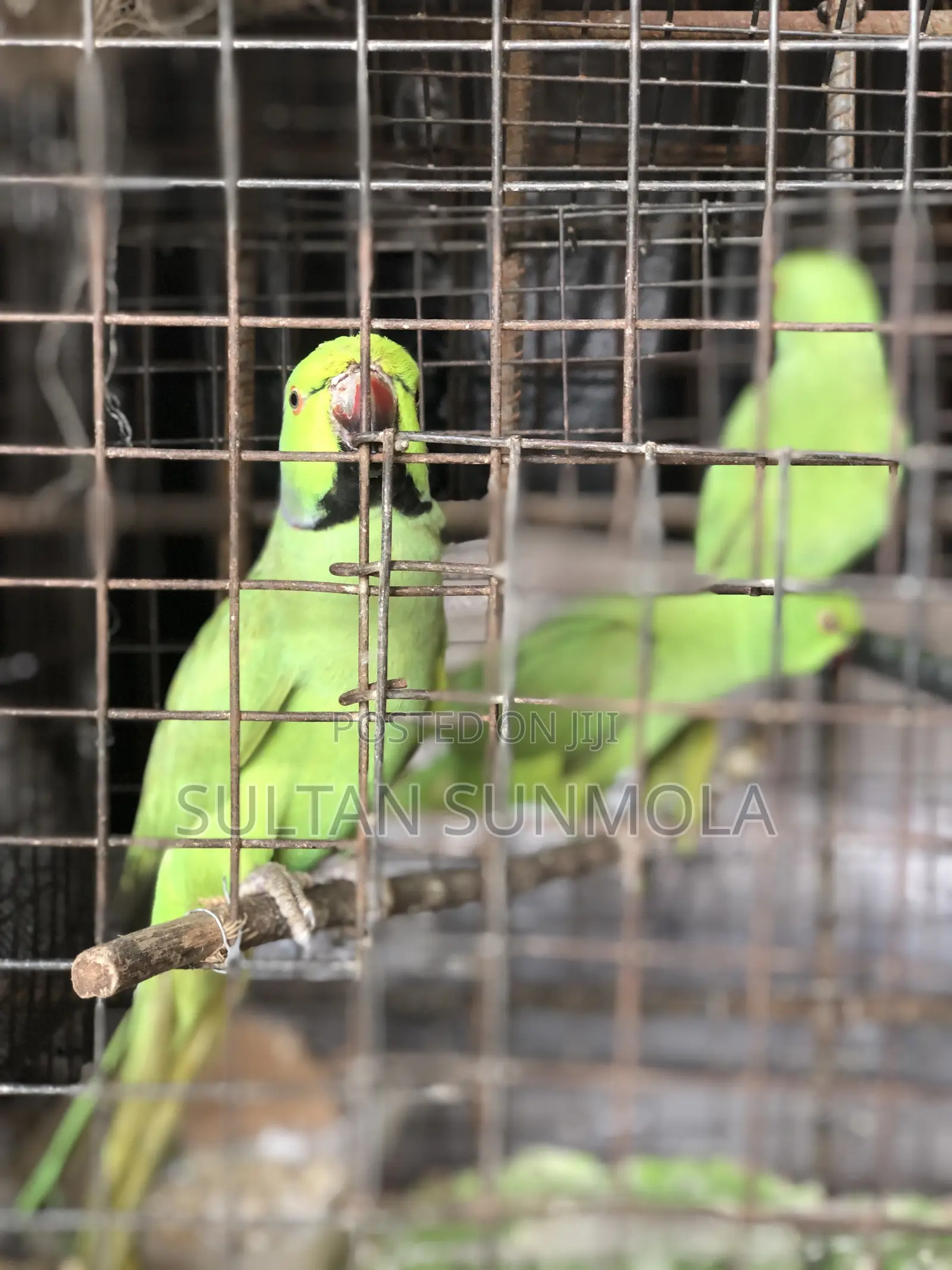 Indian Ringneck/Parakeet Parrot