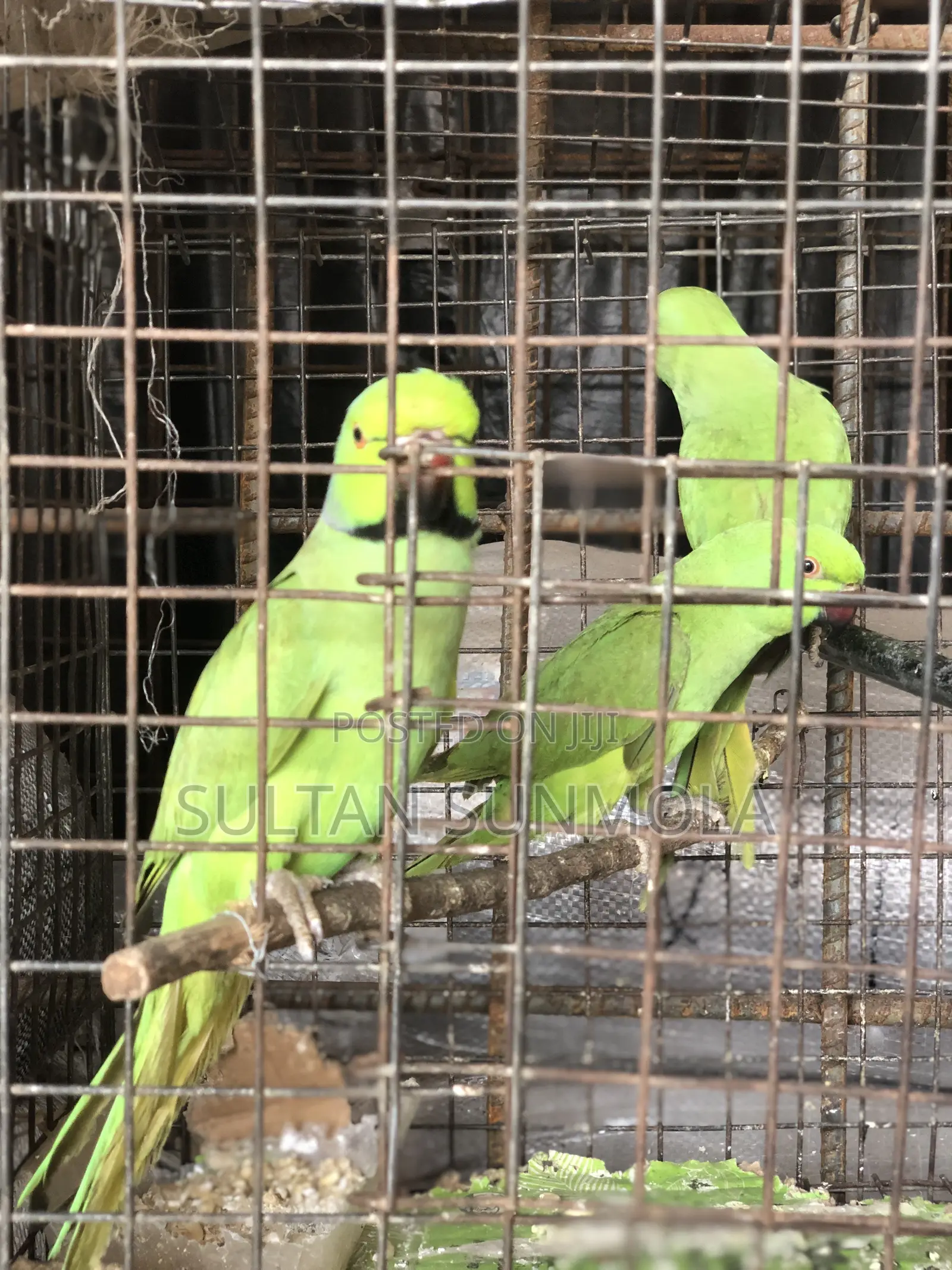 Indian Ringneck/Parakeet Parrot