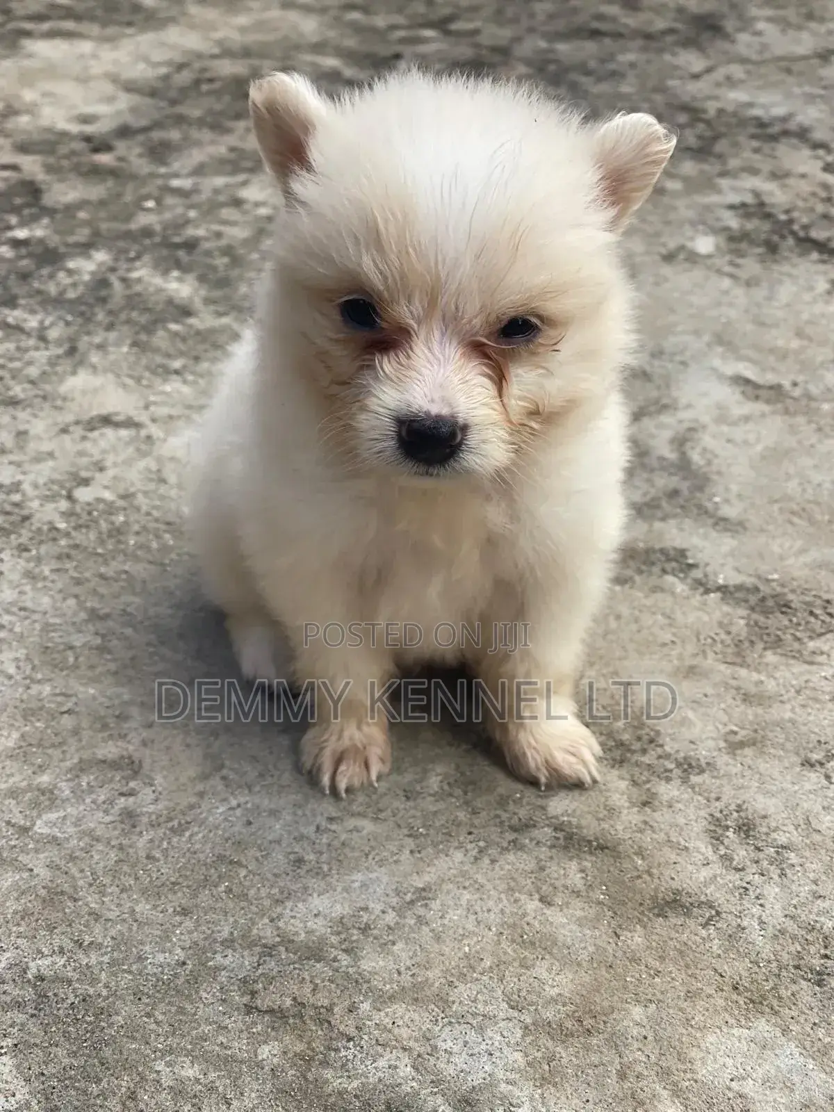 1-3 months Male Purebred American Eskimo