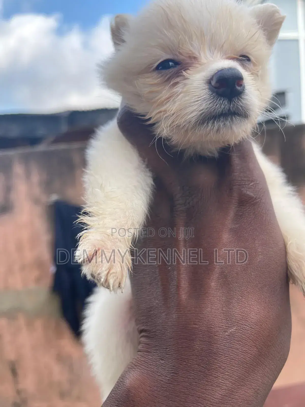 1-3 months Male Purebred American Eskimo