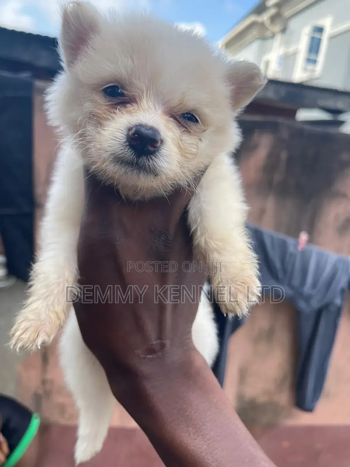 1-3 months Male Purebred American Eskimo