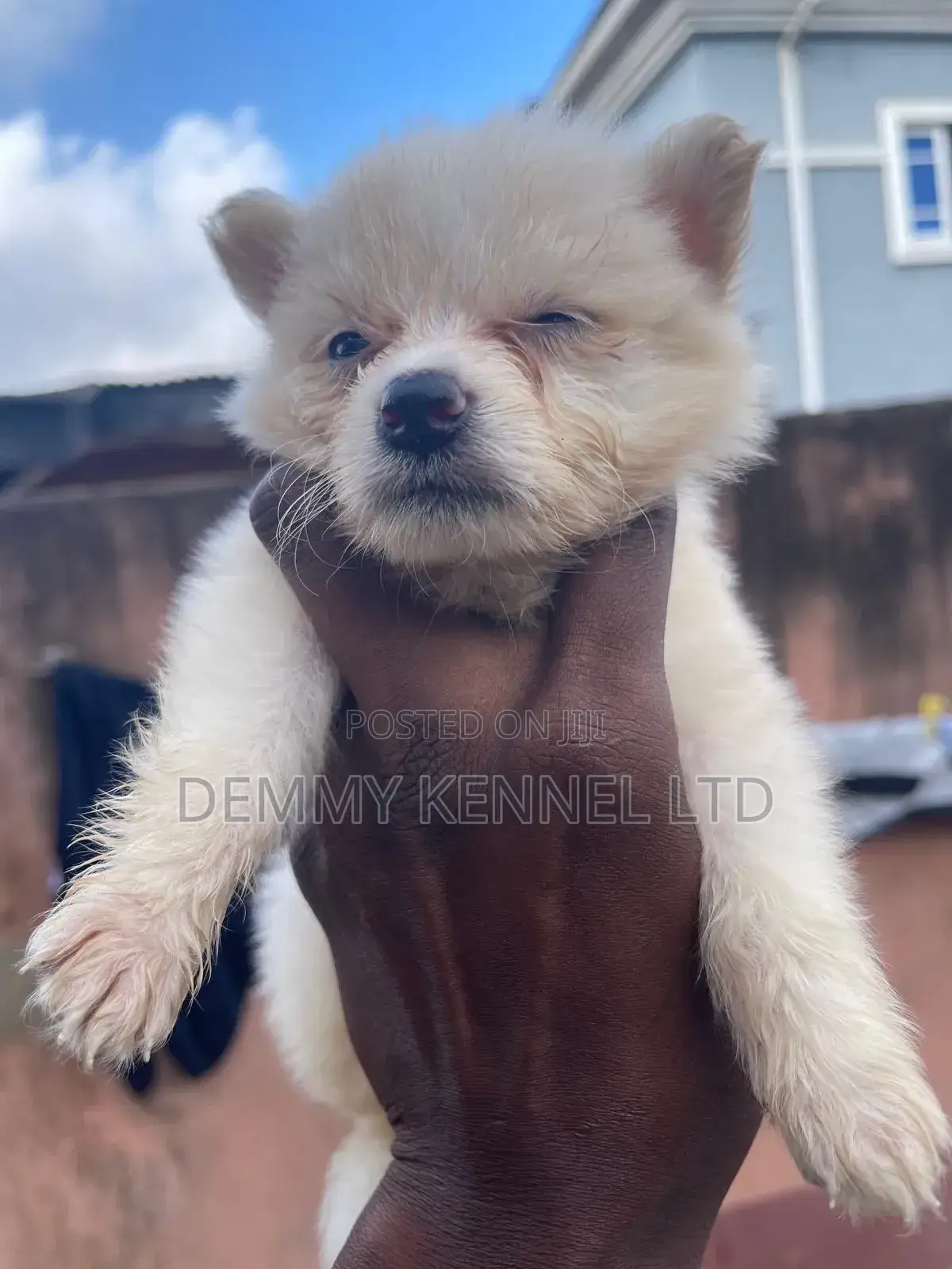 1-3 months Male Purebred American Eskimo