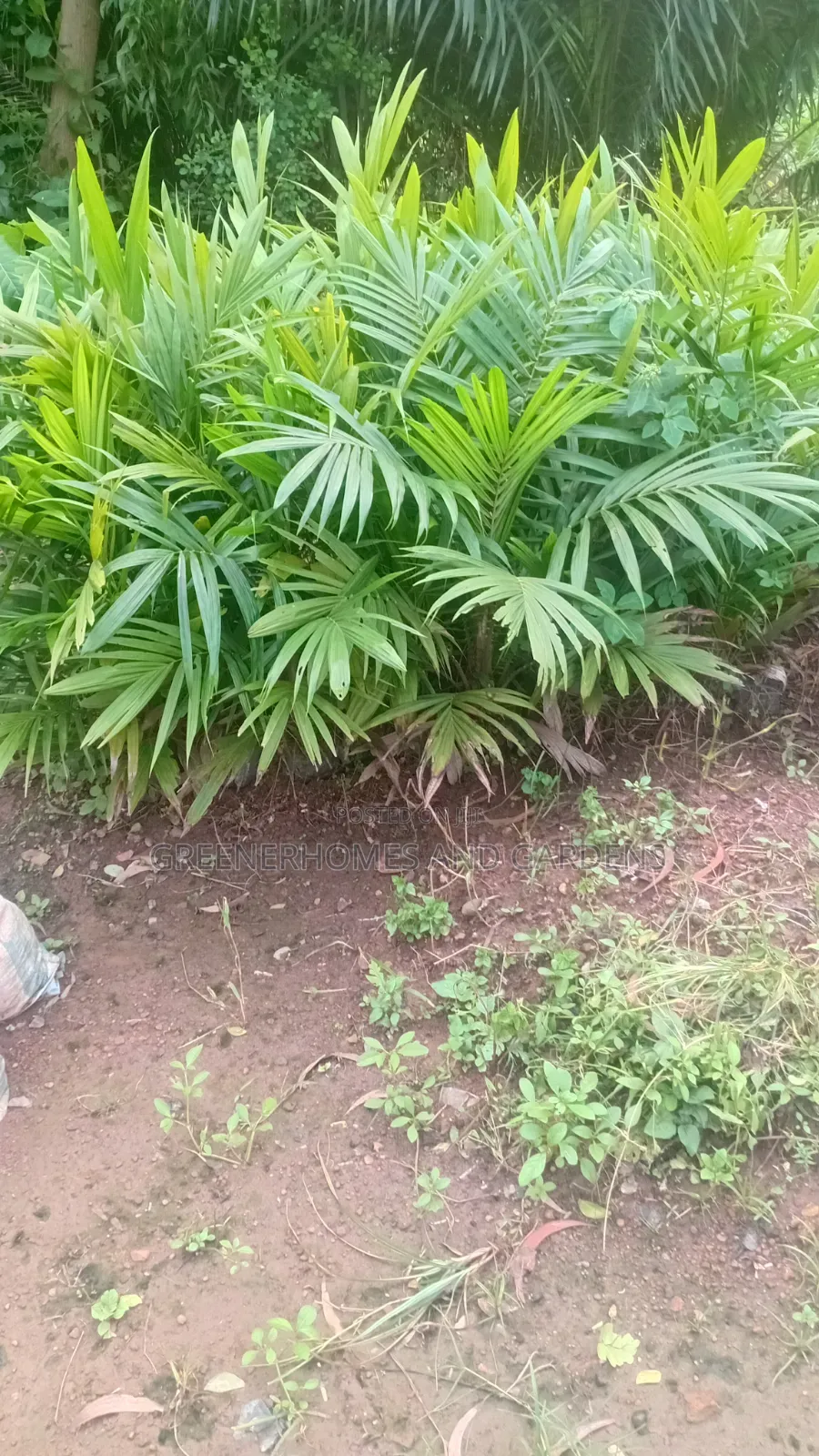 Oil Palm Seedlings