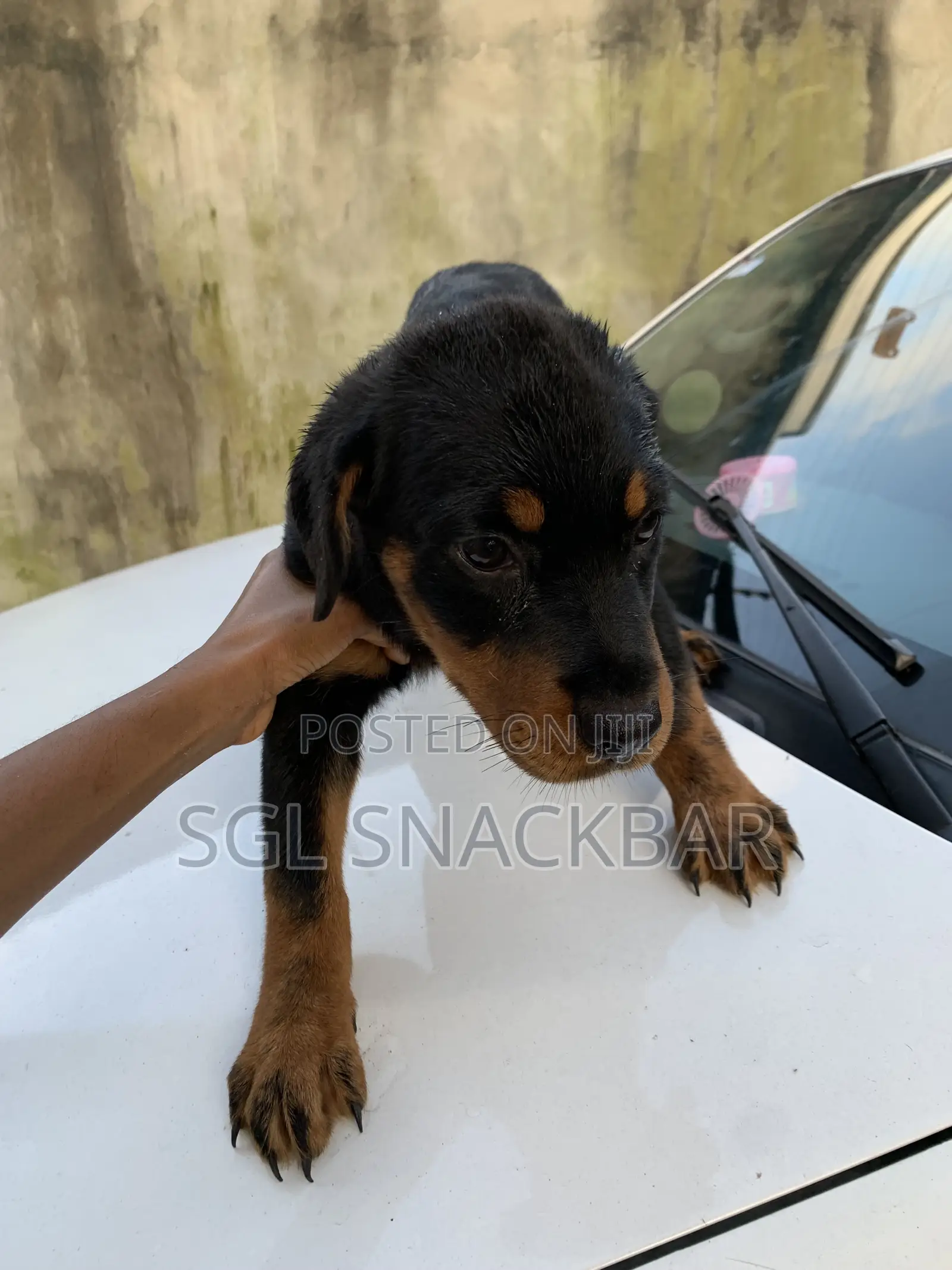 1-3 months Female Purebred Rottweiler