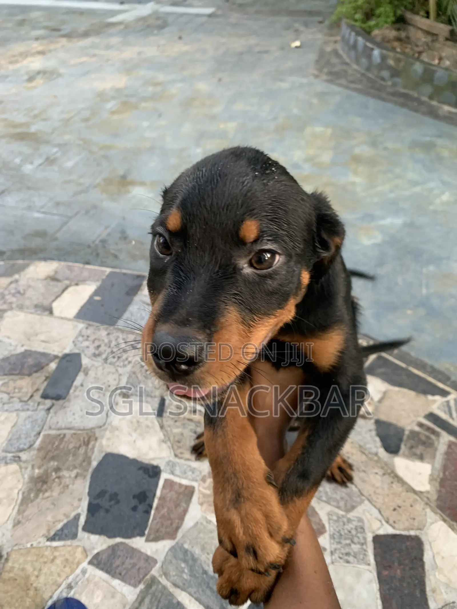 1-3 months Female Purebred Rottweiler