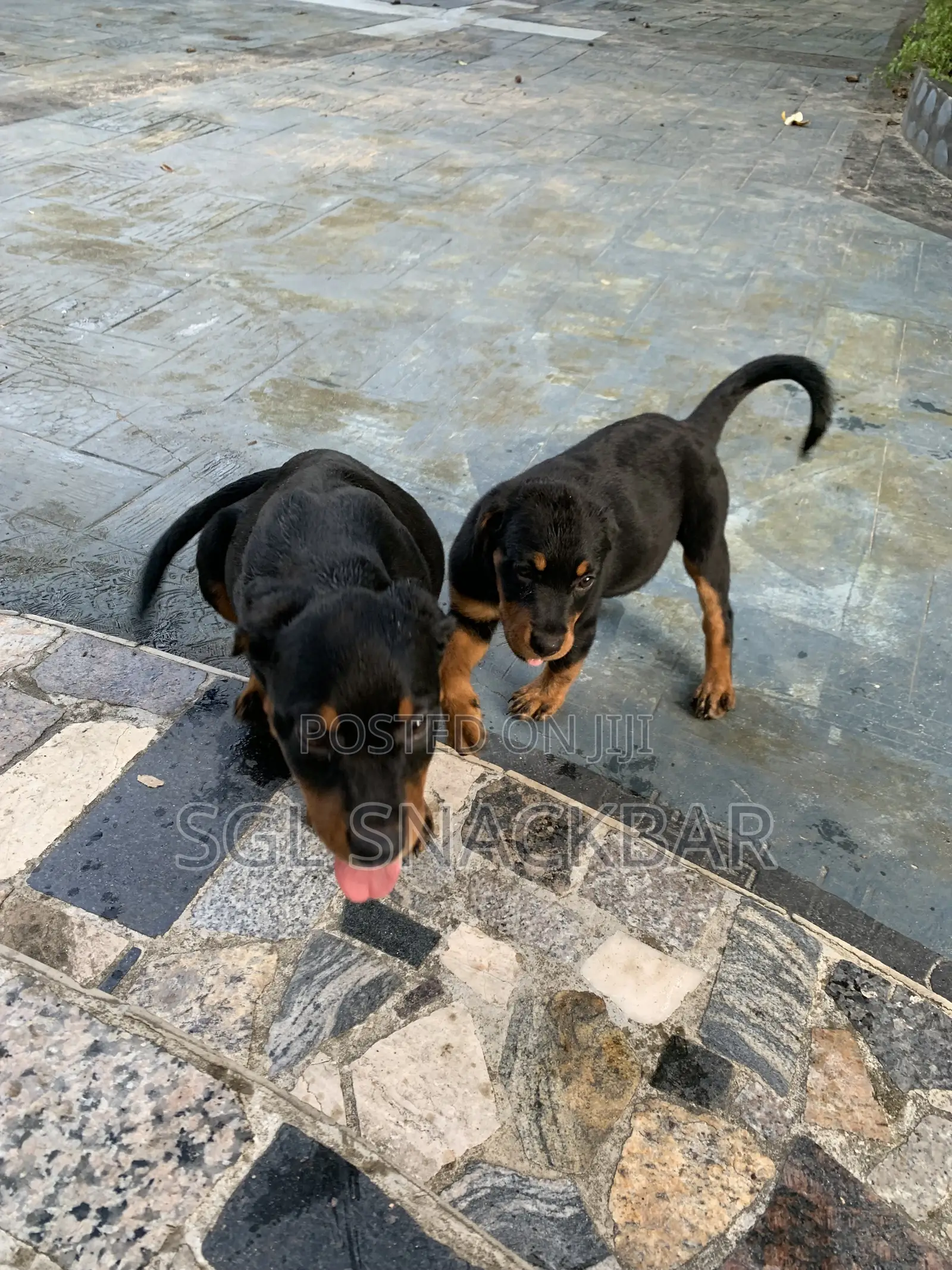 1-3 months Female Purebred Rottweiler