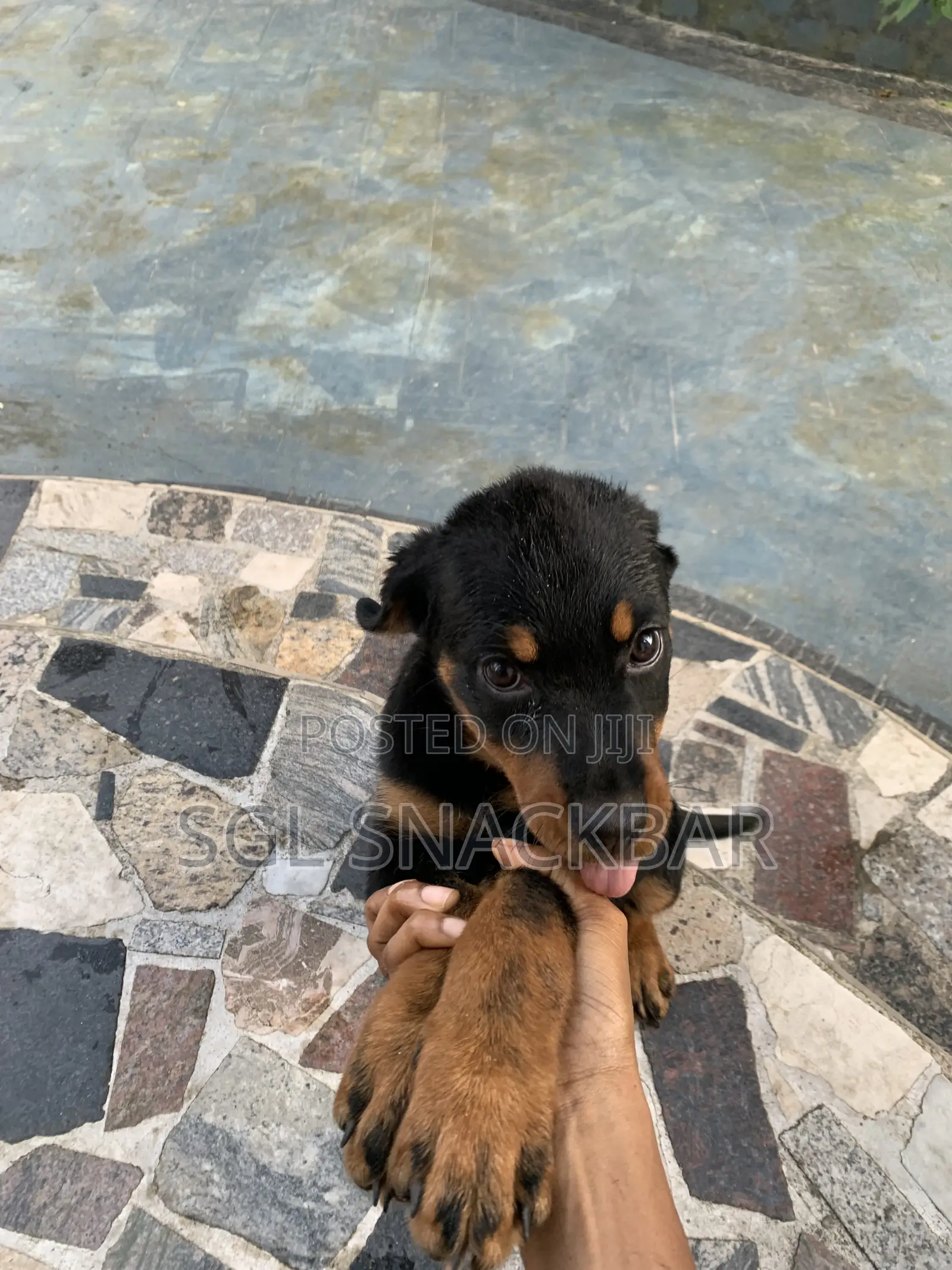 1-3 months Female Purebred Rottweiler