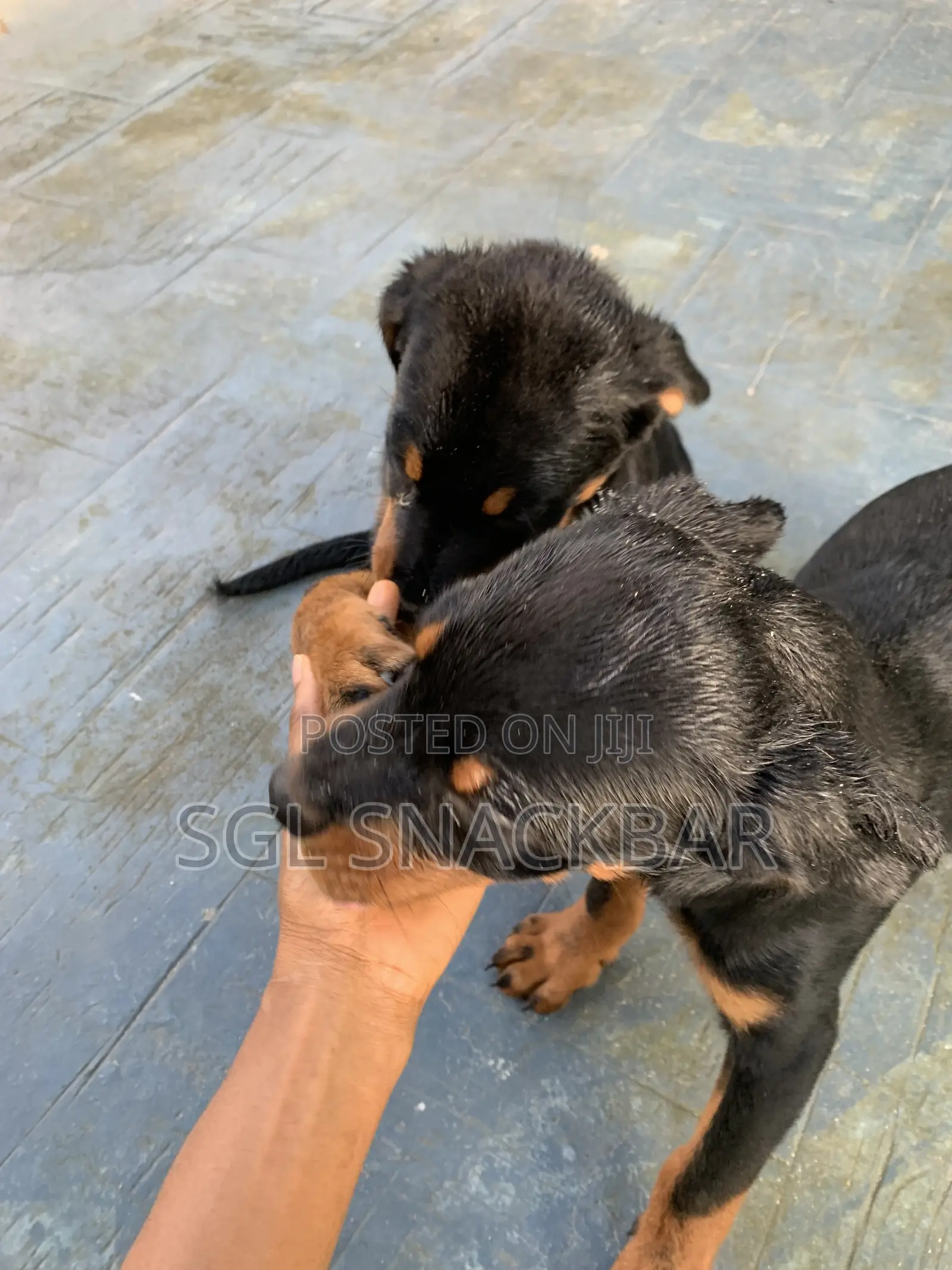 1-3 months Female Purebred Rottweiler