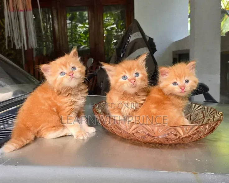1-3 months Female Purebred Persian