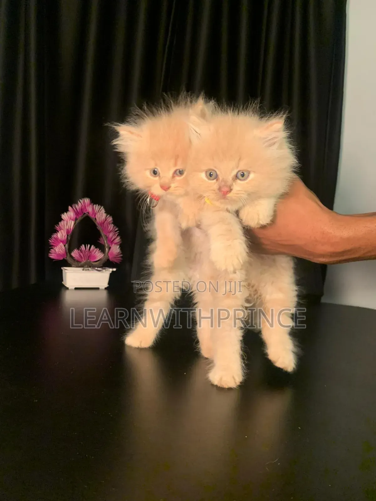1-3 months Female Purebred Persian