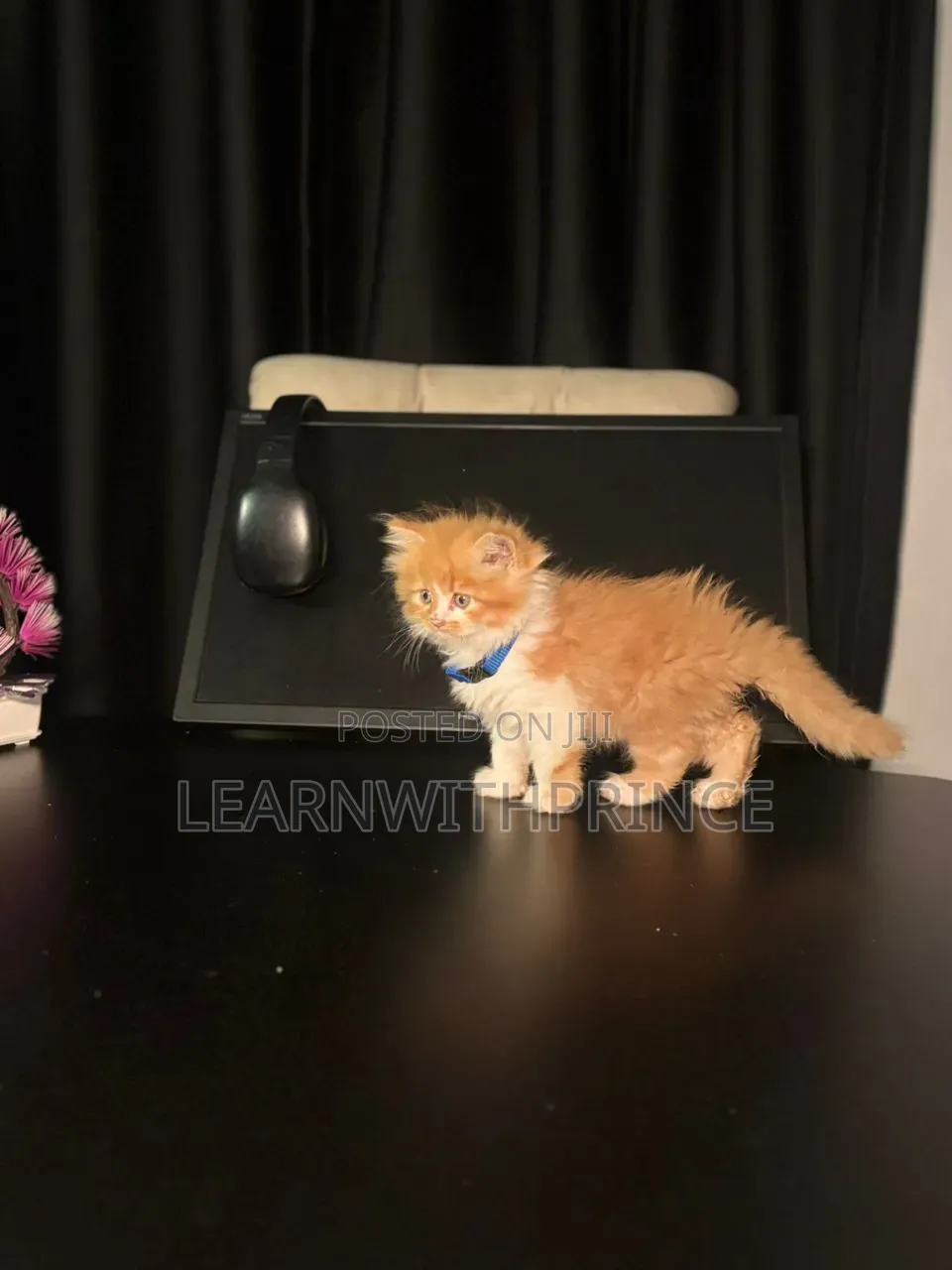 1-3 months Female Purebred Persian